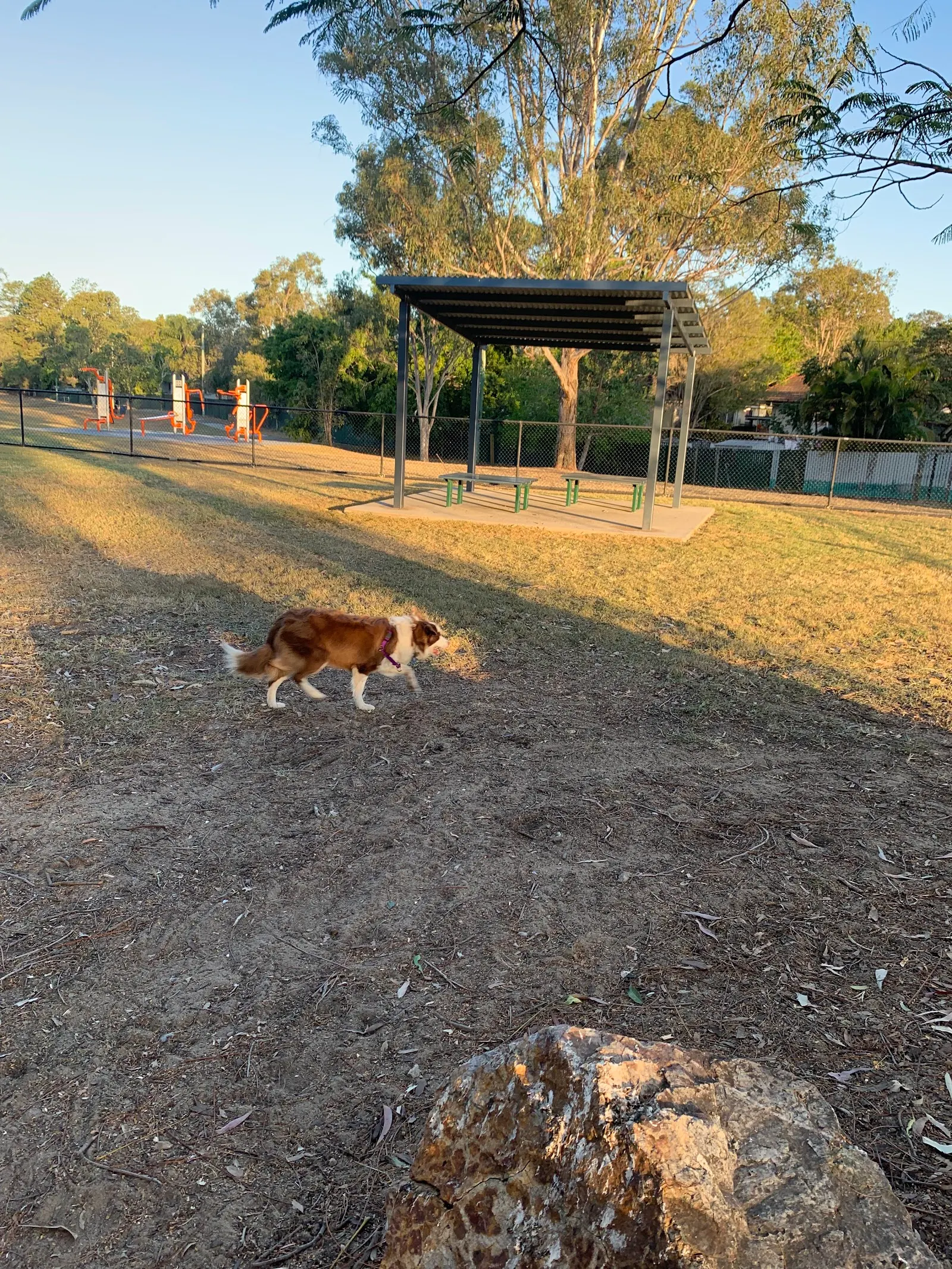 Ewing Park Fenced Dog Park dog park
