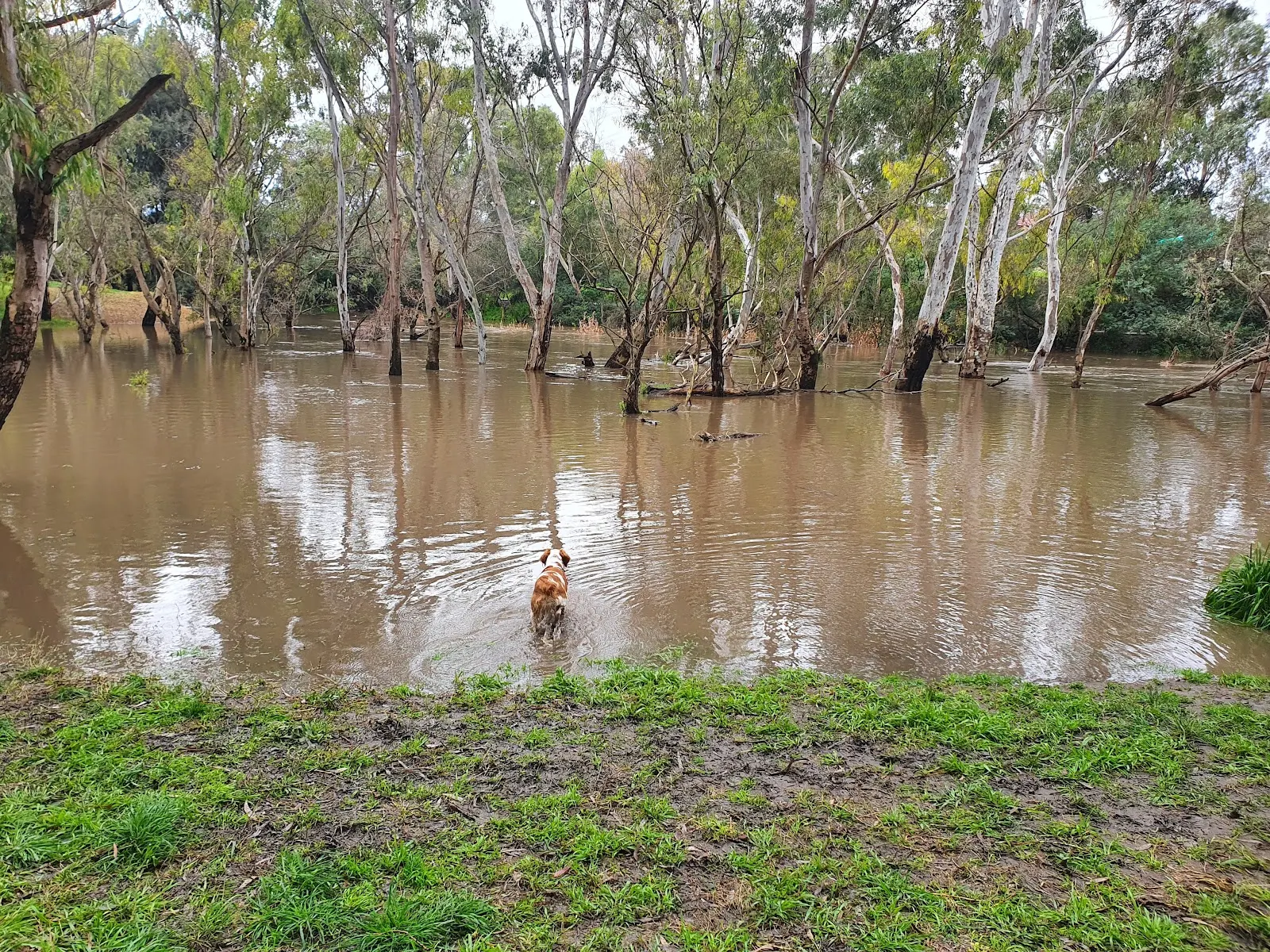 Egan Reserve Dog Off Leash Area dog park