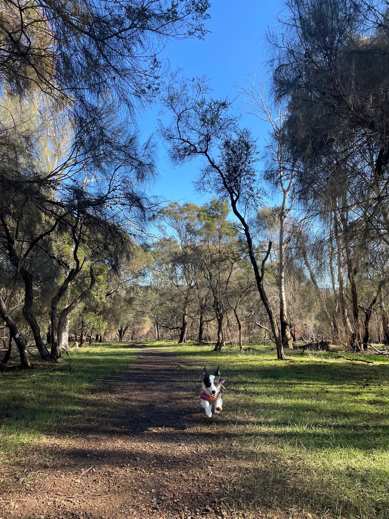 Hardwicke Street Reserve Fenced Dog Park dog park