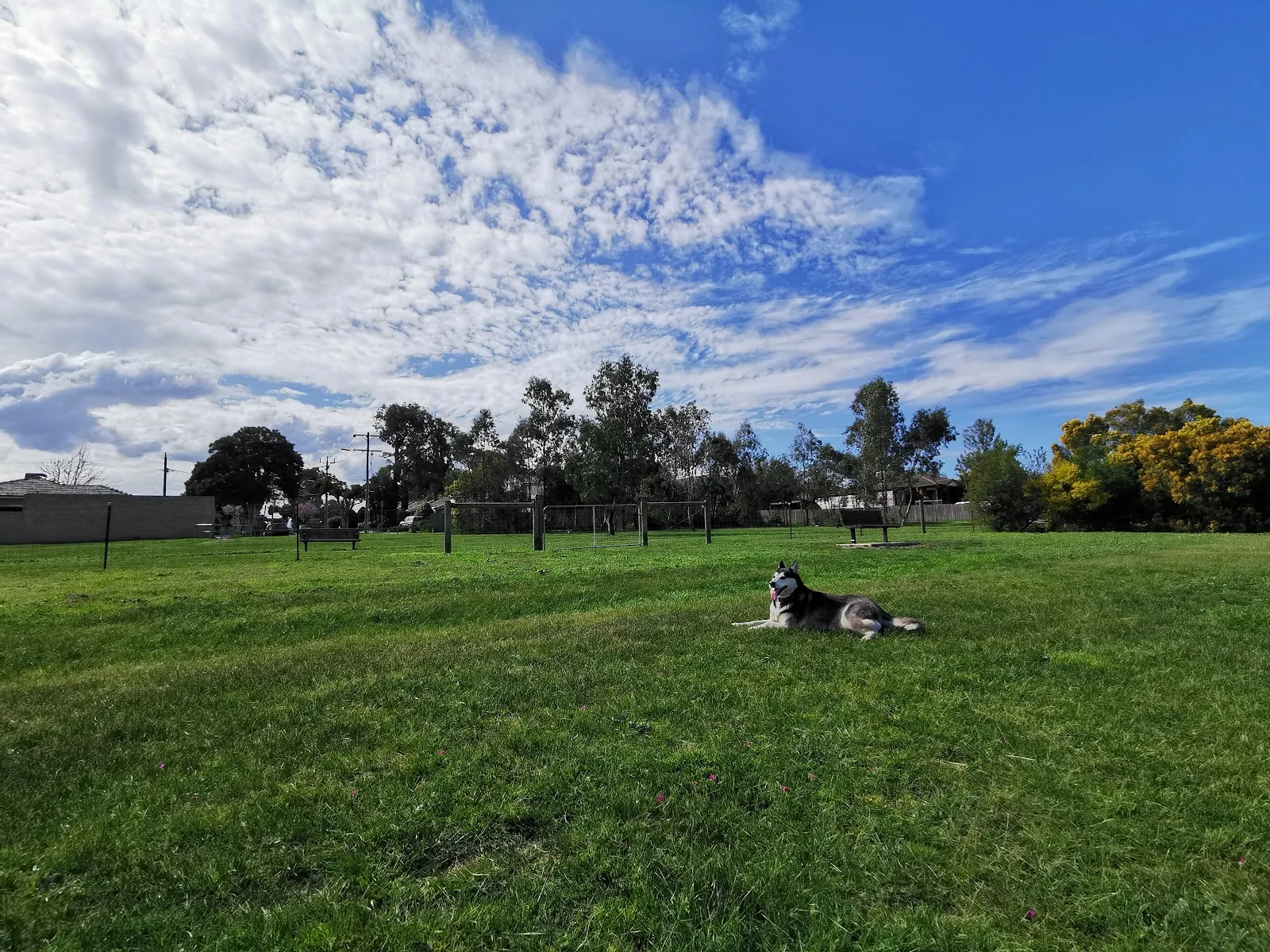 Delacombe Reserve Fenced Dog Park dog park