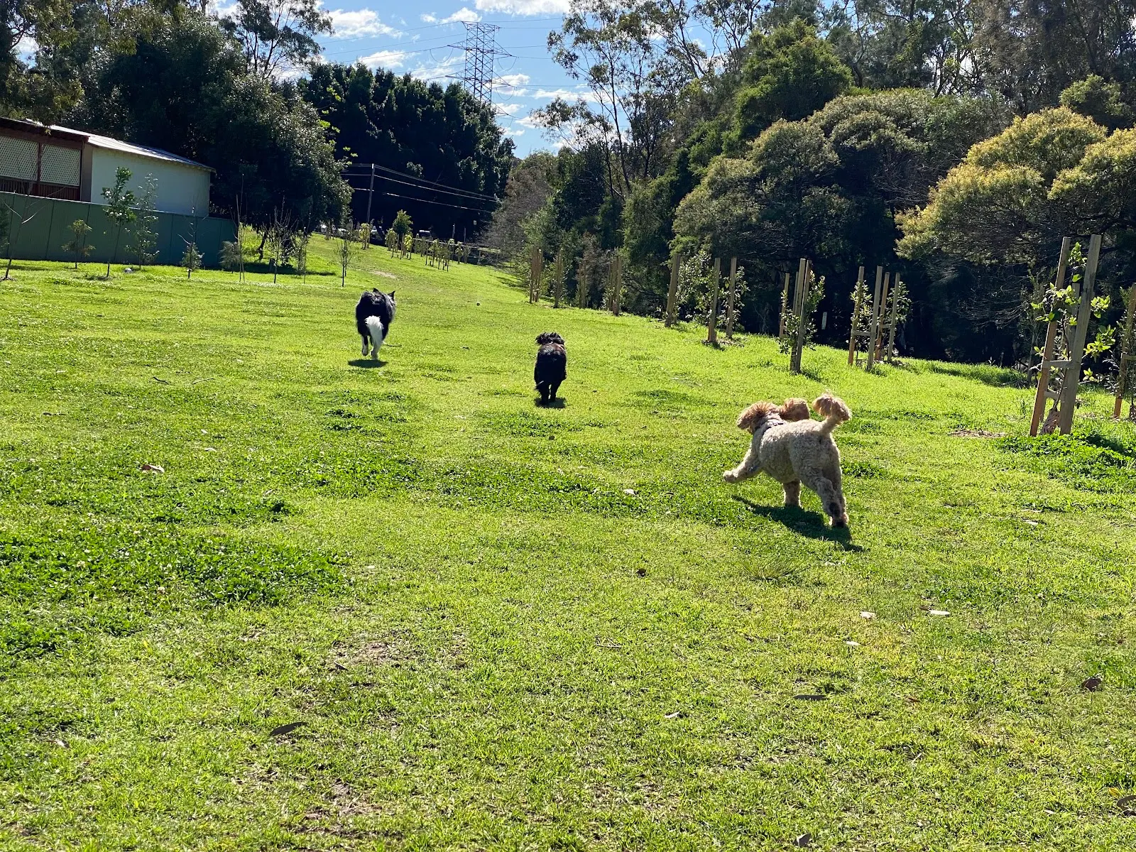 Elliot Reserve Fenced Dog Park dog park