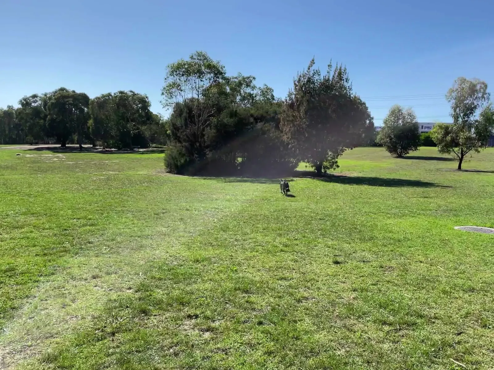 Grant Road Reserve Fenced Dog Park dog park