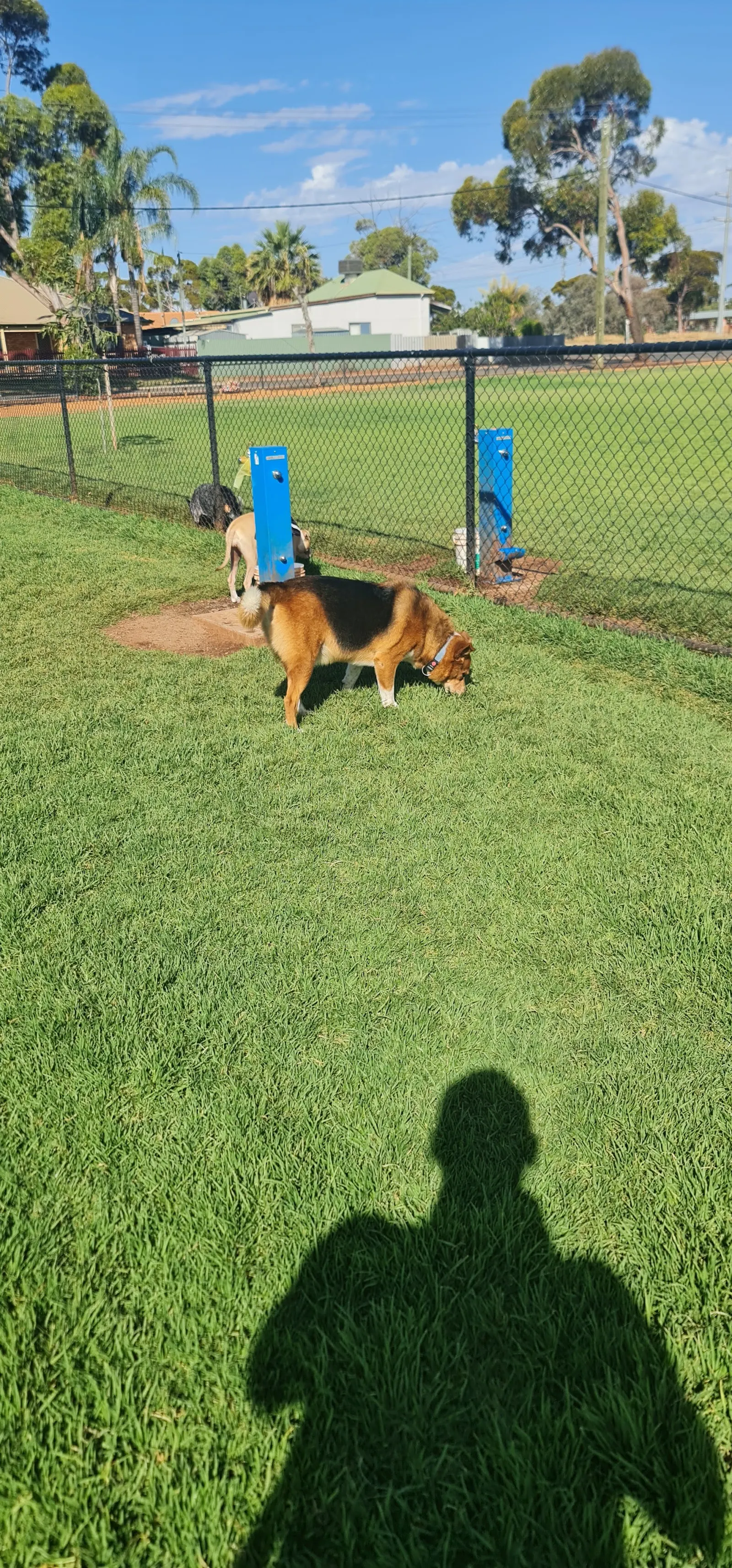 Edwards Park Fenced Dog Park dog park