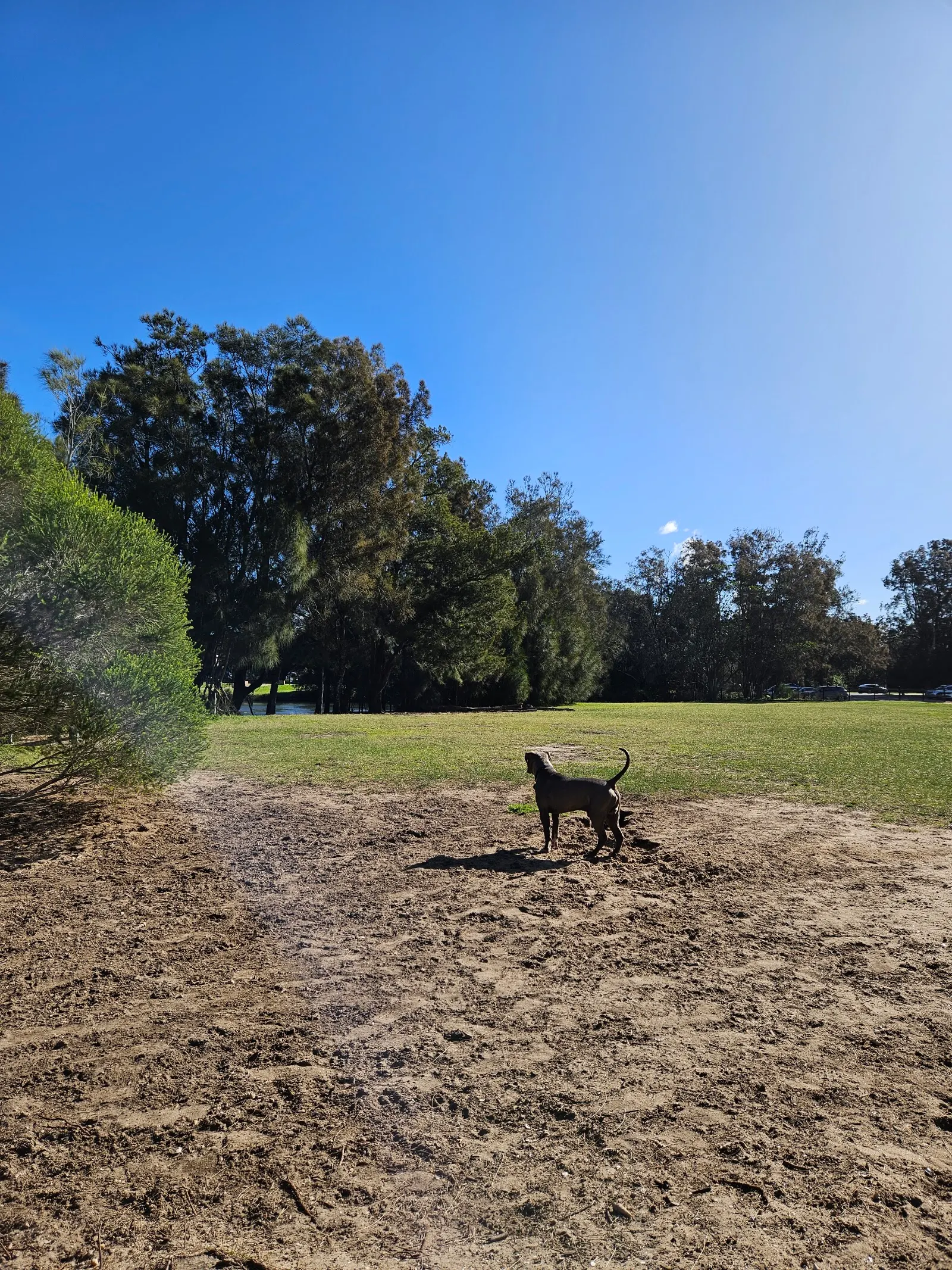 Hinkler Park dog park