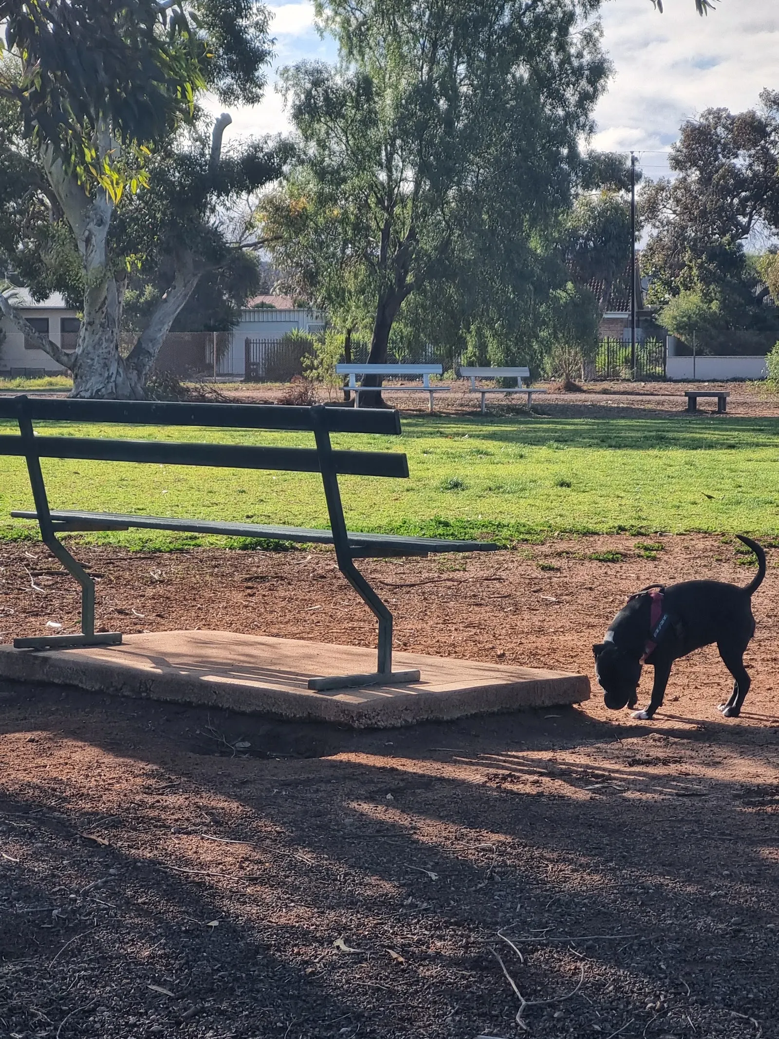 Whyalla Fenced Dog Park dog park