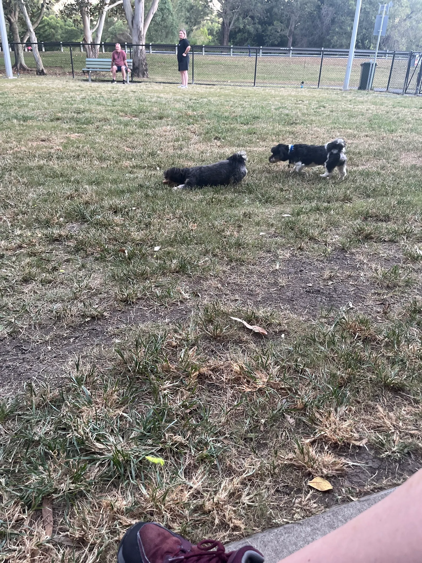 Teralba Park Fenced Dog Park dog park