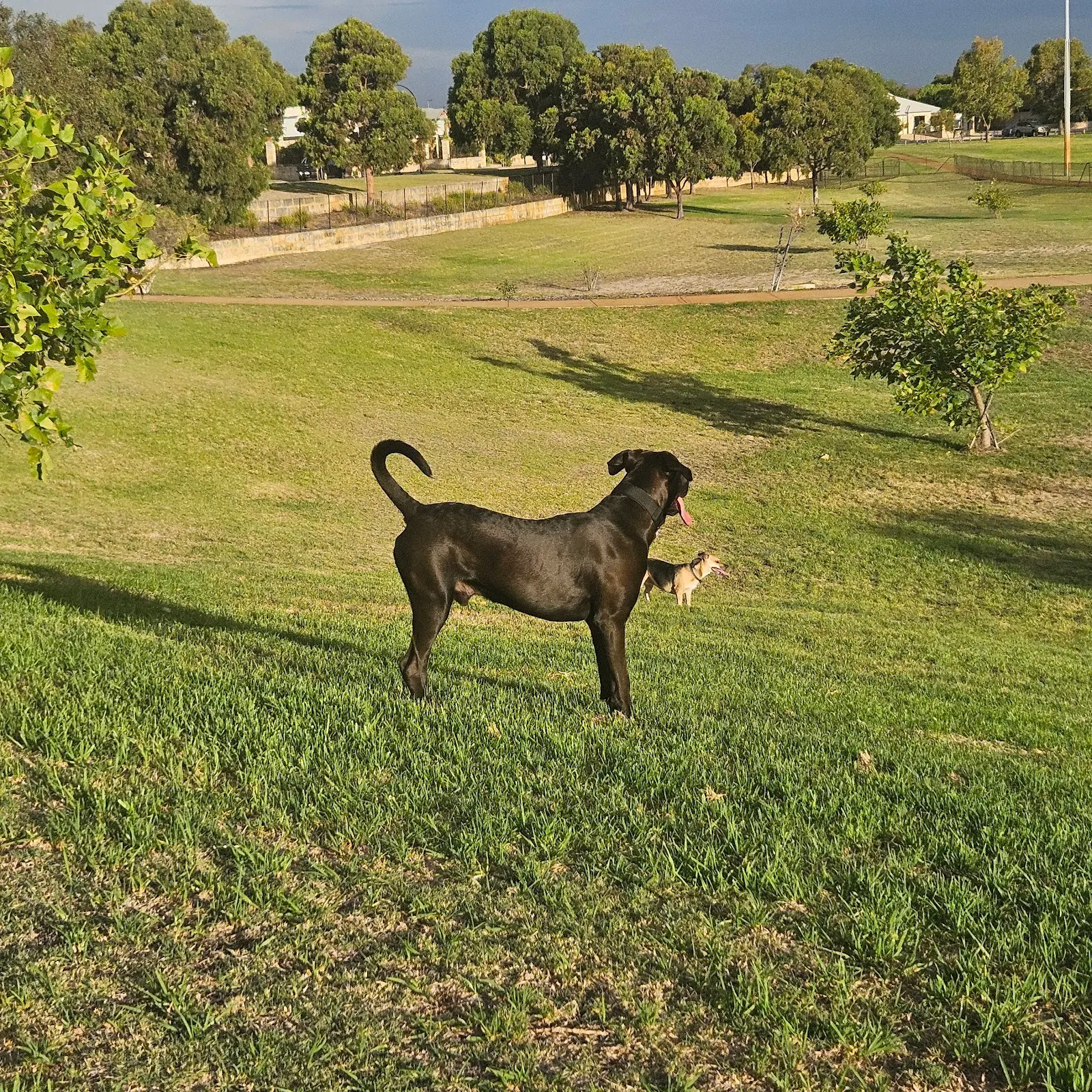 Ellenbrook (Westgrove Dr) Fenced Dog Park dog park