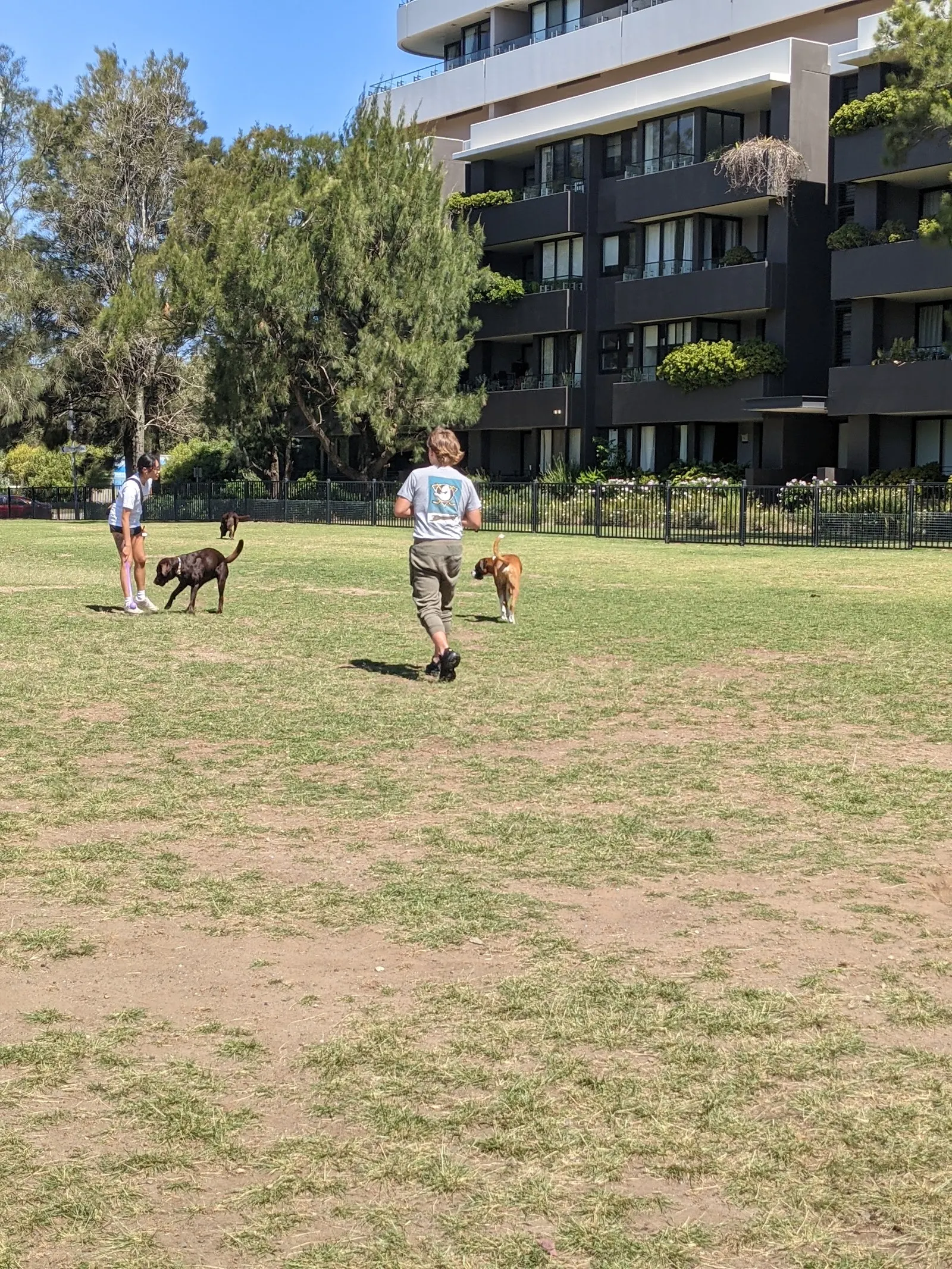 Cahill Park Fenced Dog Park dog park
