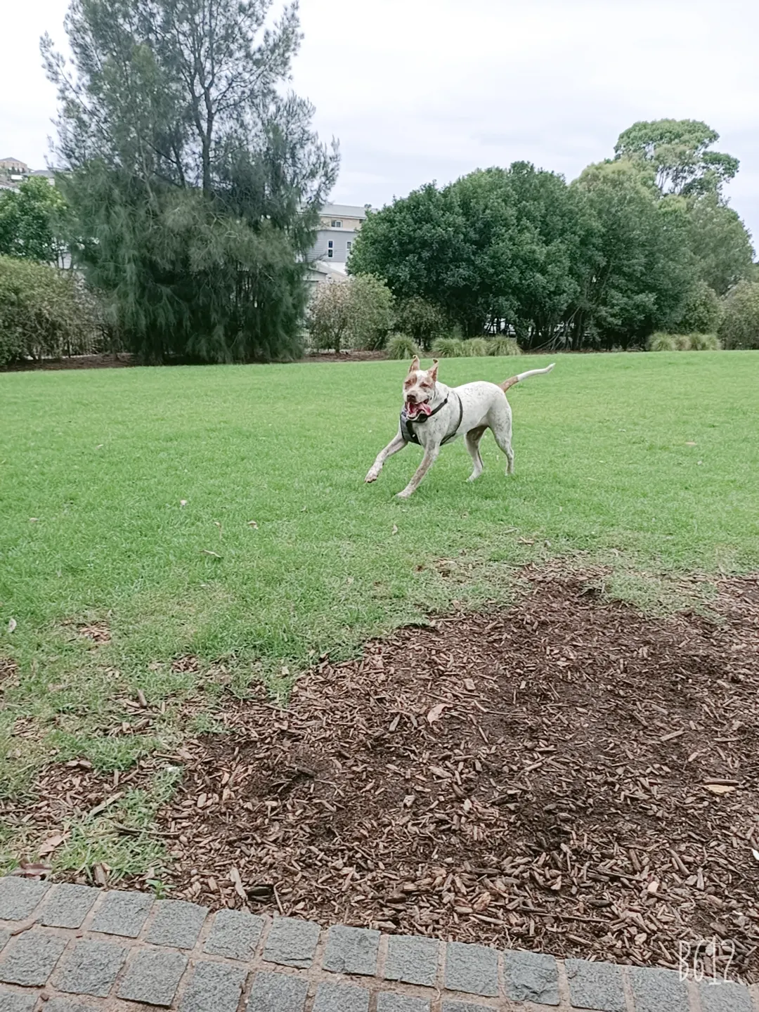 Flinders Fenced Dog Park dog park
