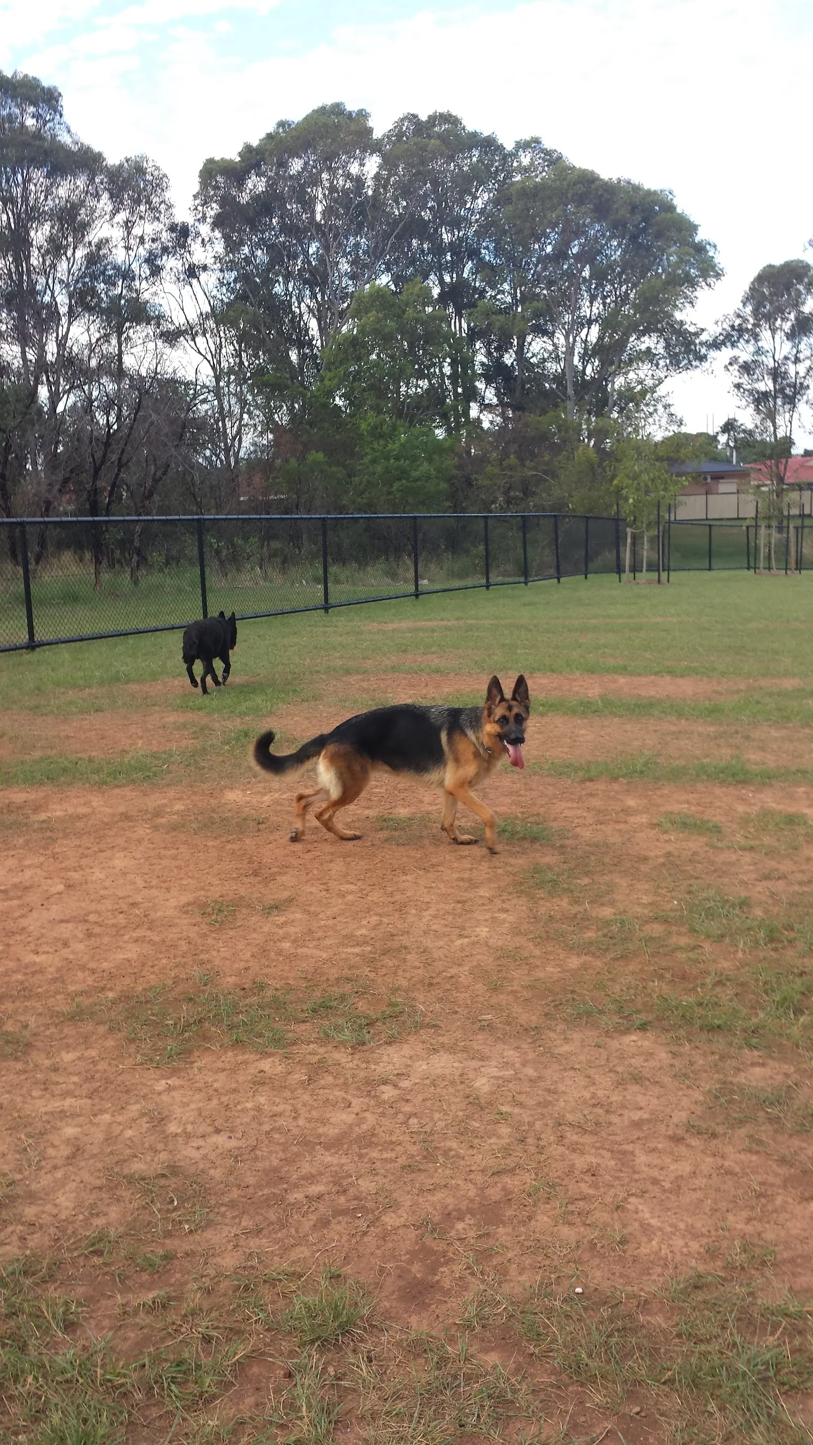 Wilson Park Fenced Dog Park dog park