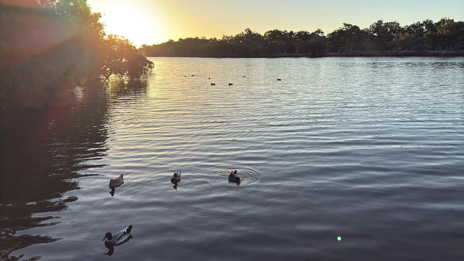 Watson Reserve dog park