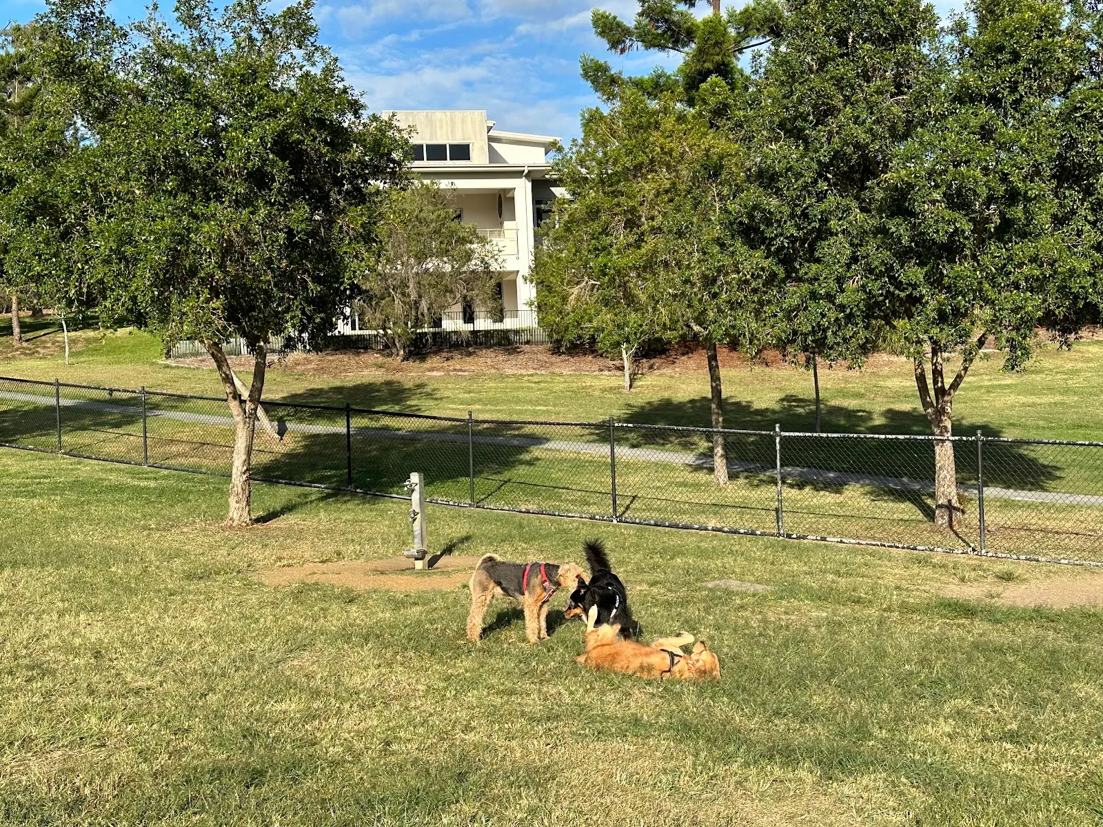 Thomas Macleod Park Fenced Dog Park dog park