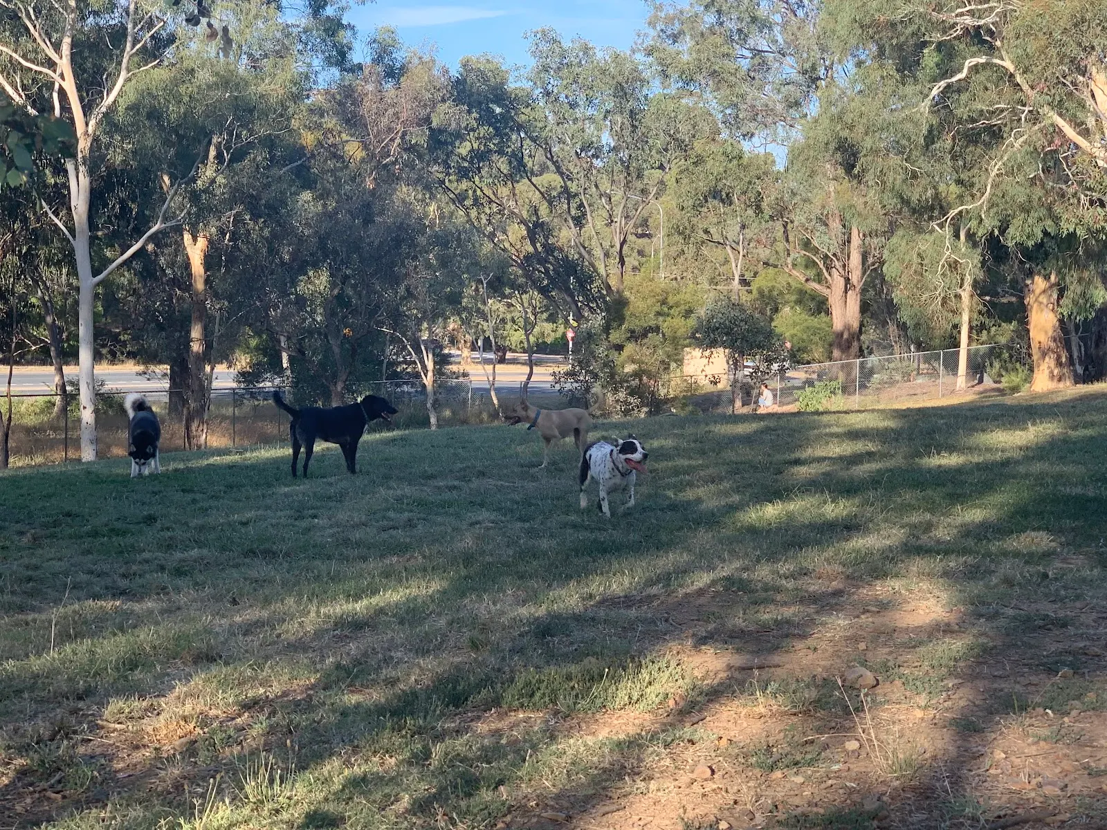 Inner North Dog Park dog park