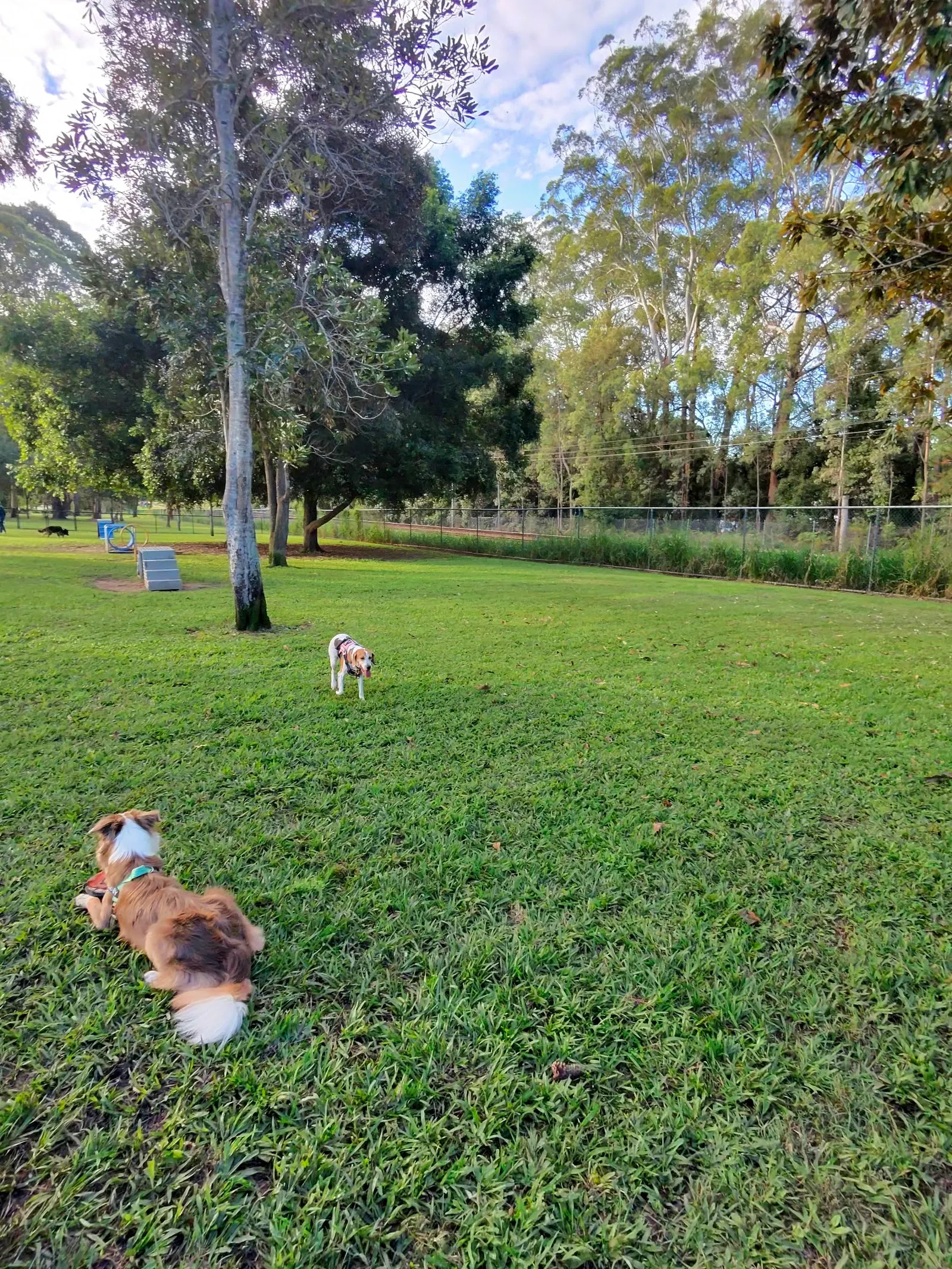 Mill Park Fenced Dog Park dog park