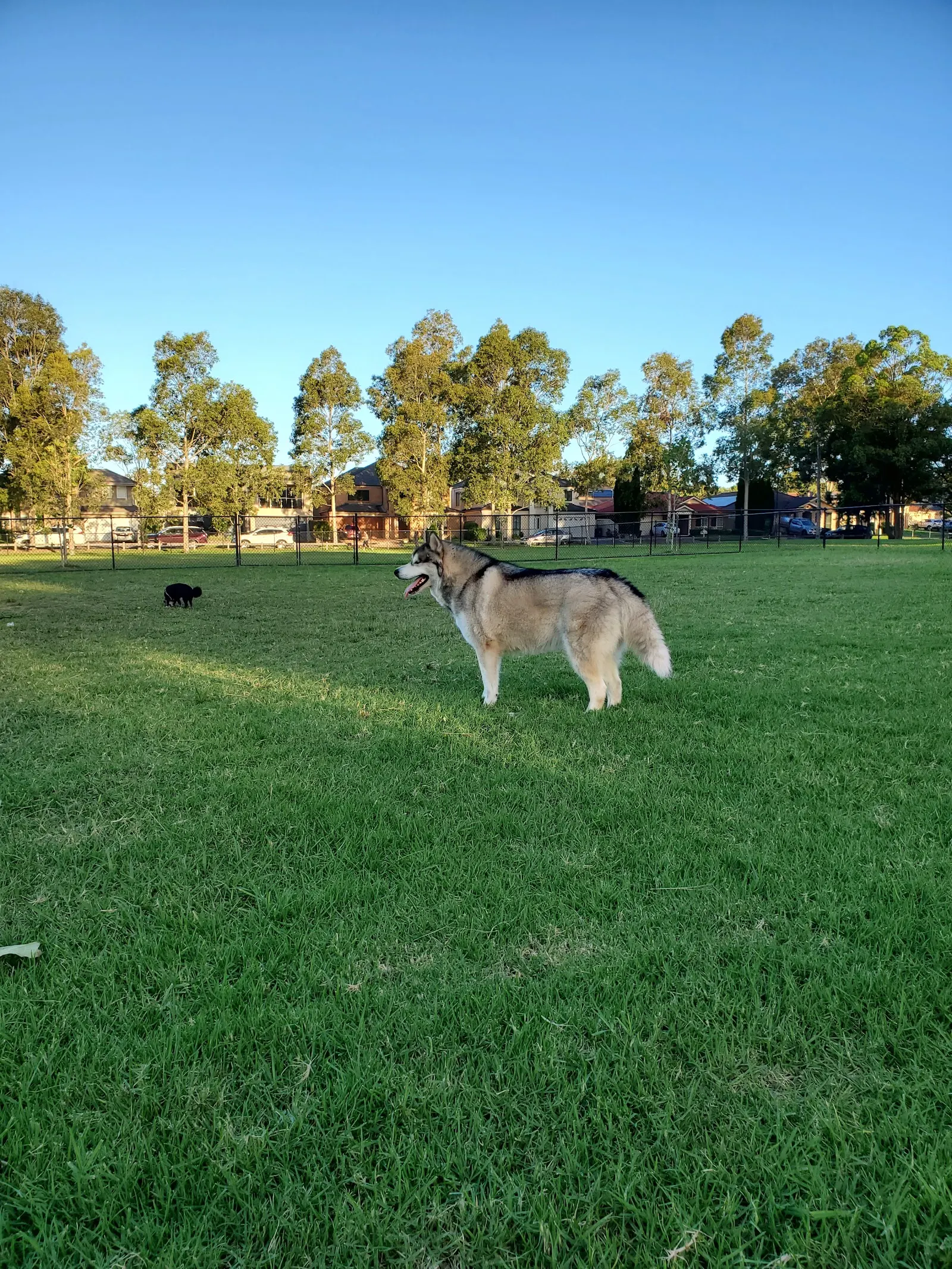 Poppy's Dog Park dog park