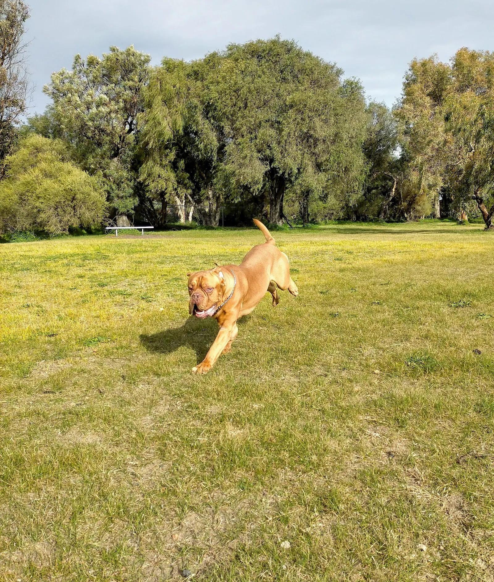 Lions Park Fenced Dog Park dog park