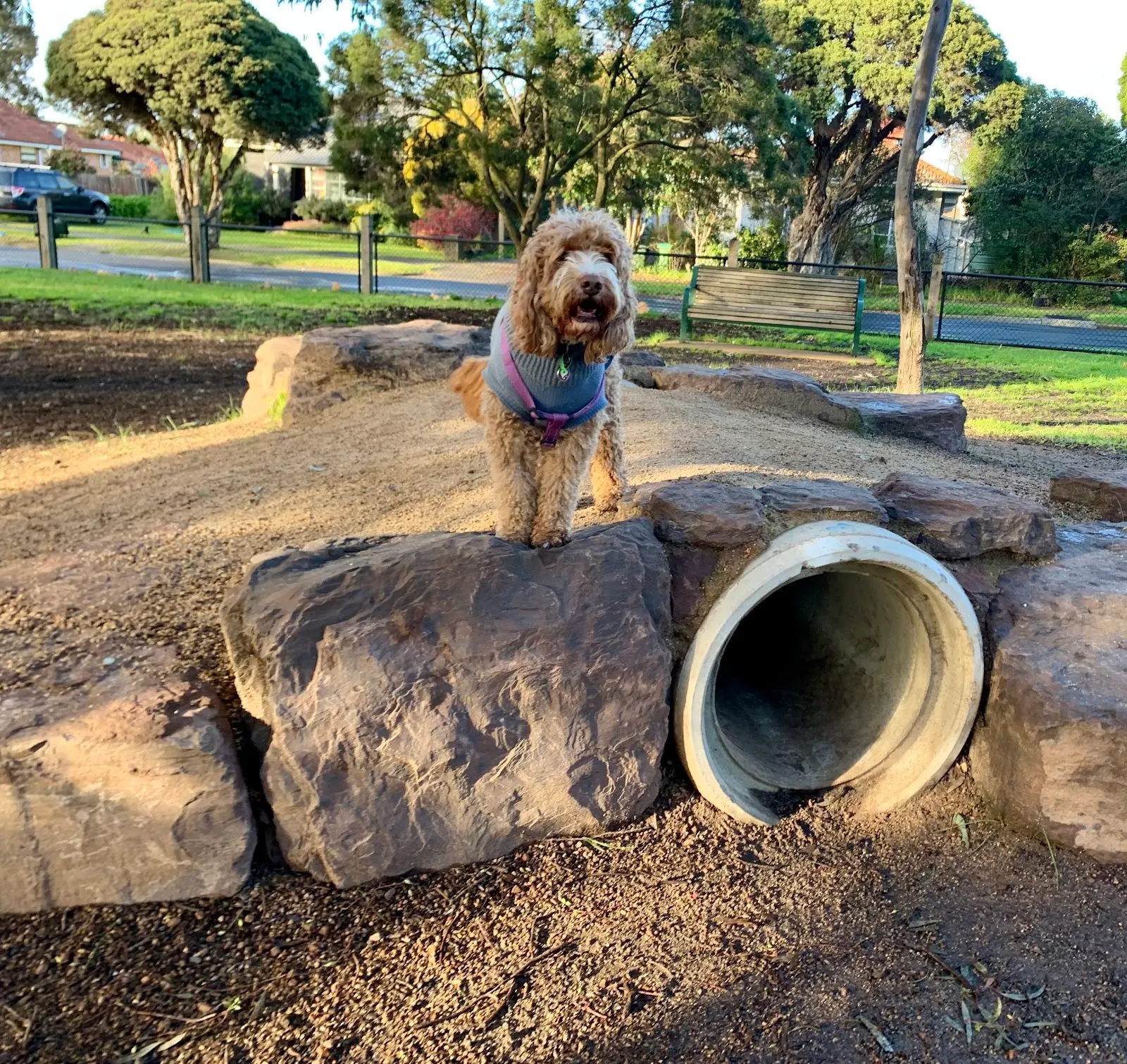 Malahang Reserve Fenced Dog Park dog park