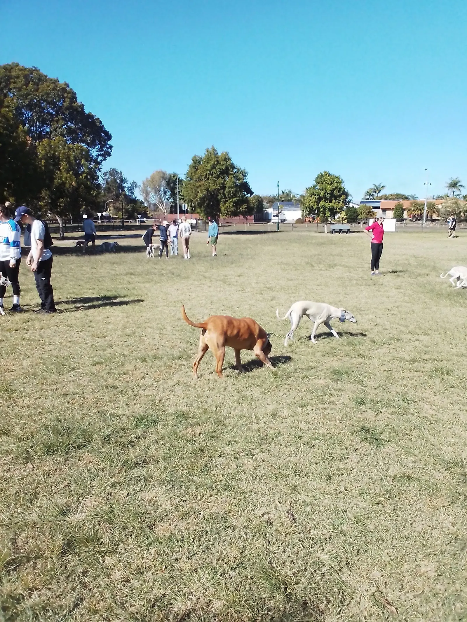 Preston Road Park Fenced Dog Park dog park