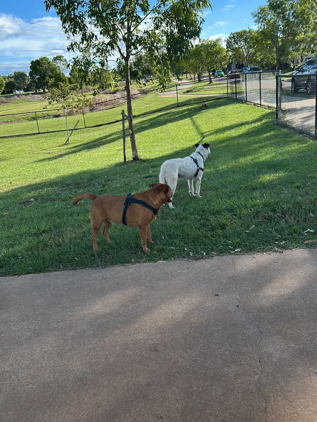 Muirhead Park Fenced Dog Park dog park