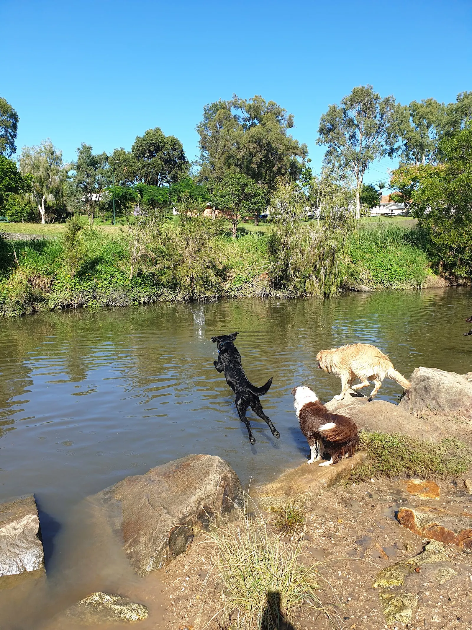 Kedron Brook Off Lead Dog Park dog park