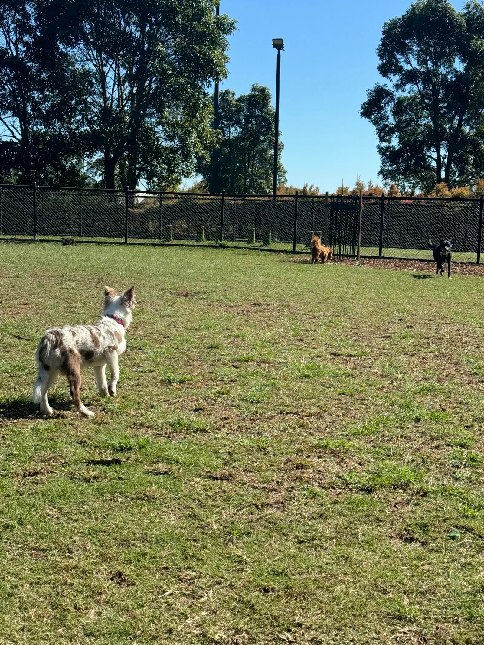 Gardenia Dog Park dog park