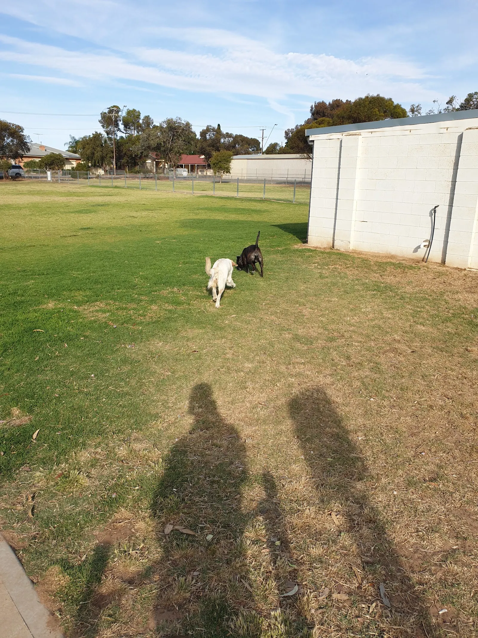 Johnstone Park Fenced Dog Park dog park