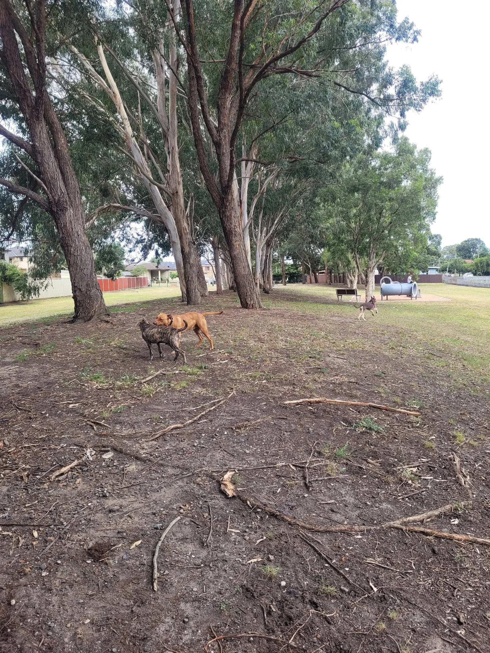 Craig Street Reserve Fenced Dog Park dog park