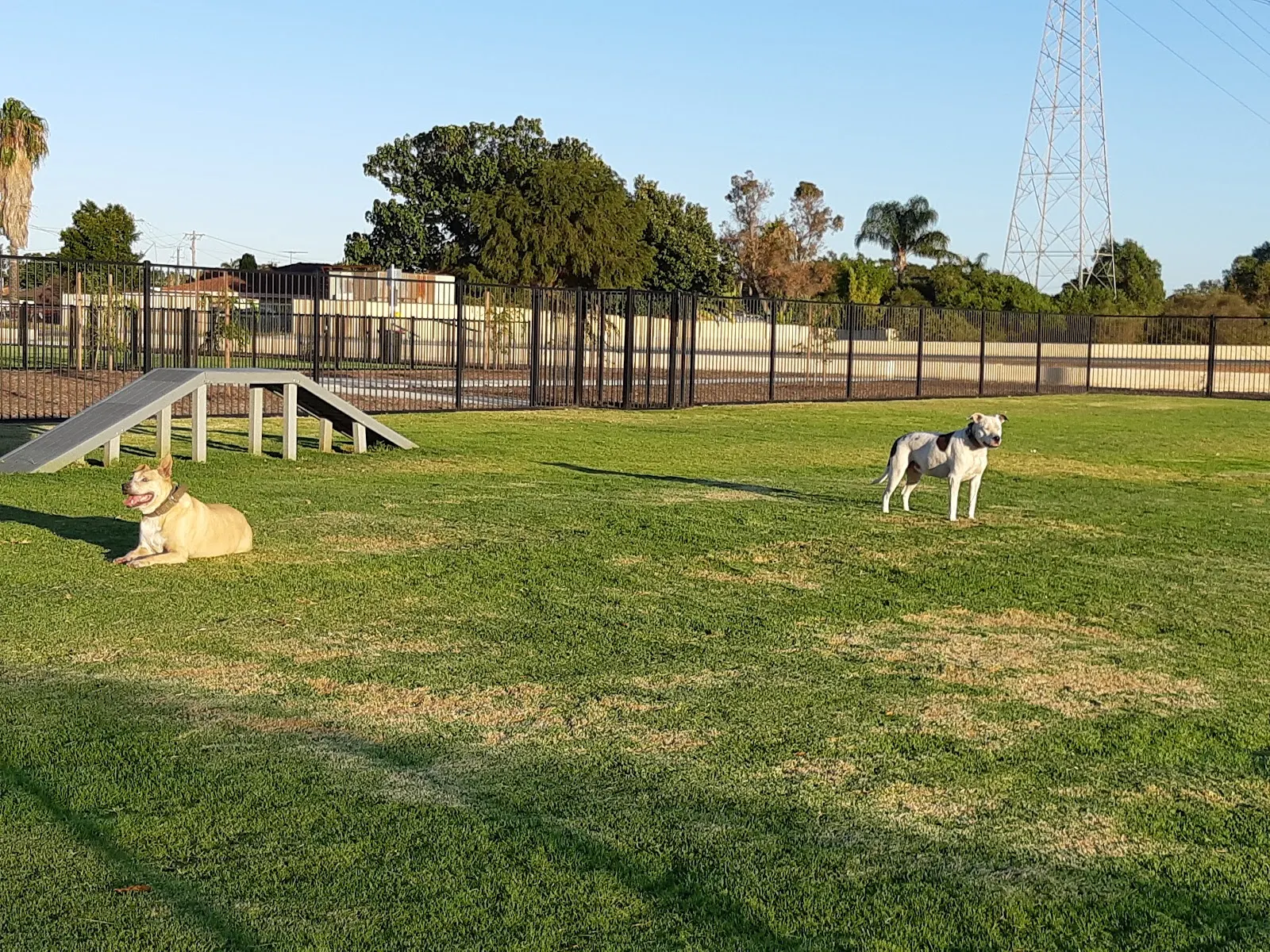 South Lake Fenced Dog Park dog park