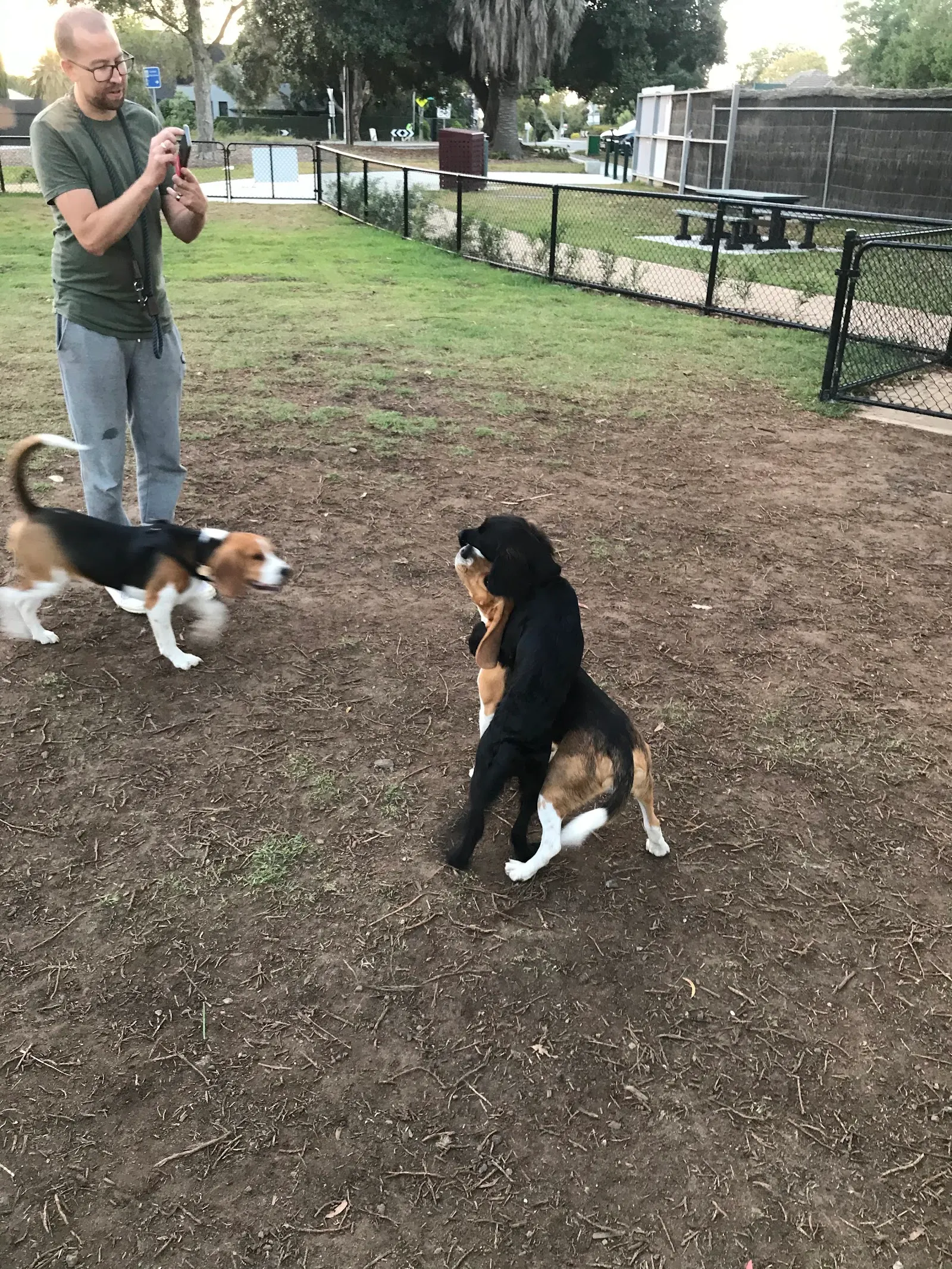The Wedge dog park