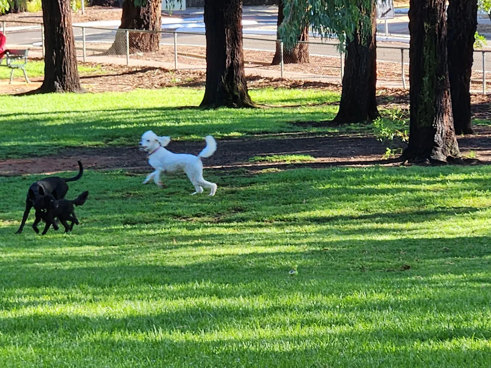 Hannaford Reserve dog park