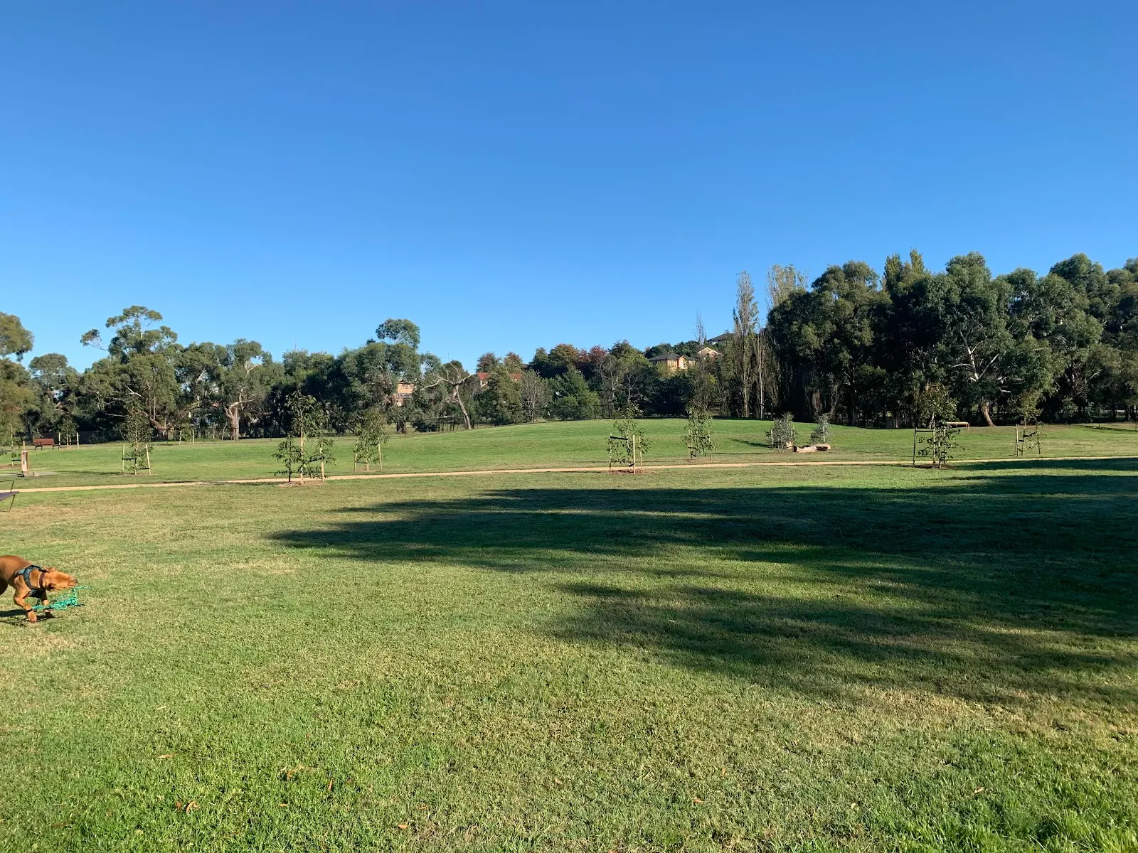 Ryelands Drive Reserve Dog Park dog park