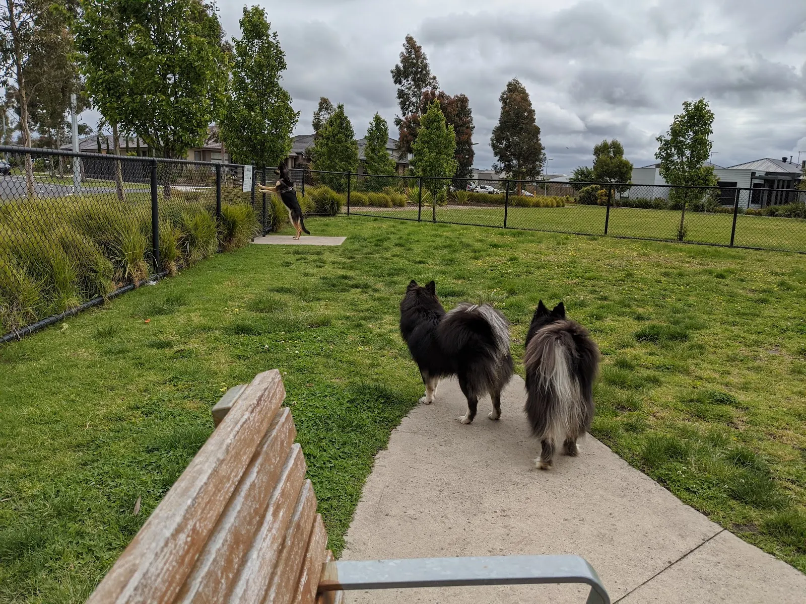 Selandra Rise Fenced Dog Park dog park