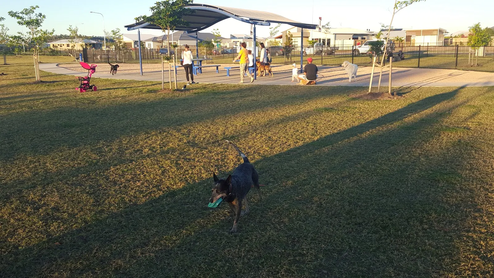 Sanctum Dog Park dog park