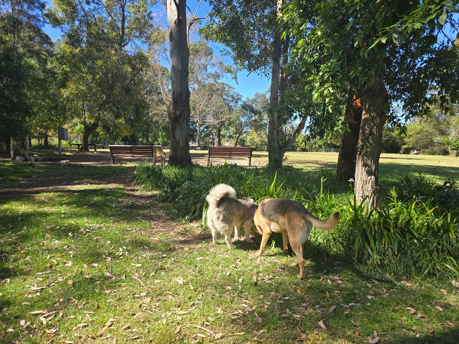South Turramurra Dog Oval dog park