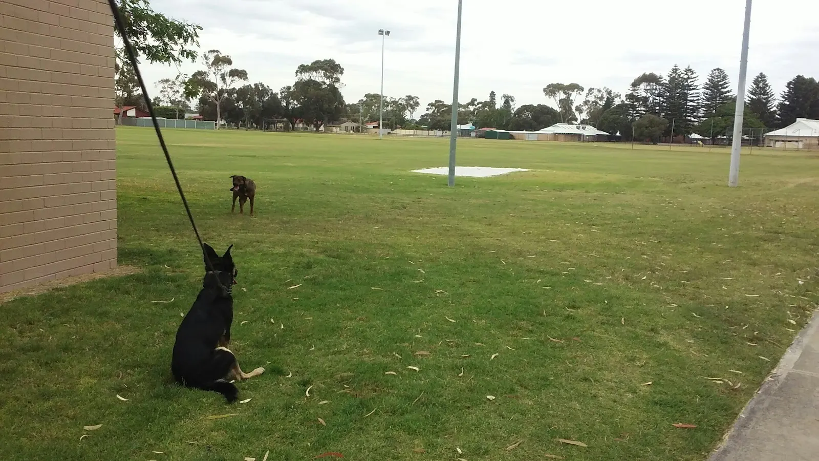 Bungaree Oval dog park