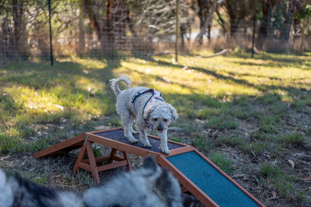 Zoomies Dog Park - By Appointment Only dog park