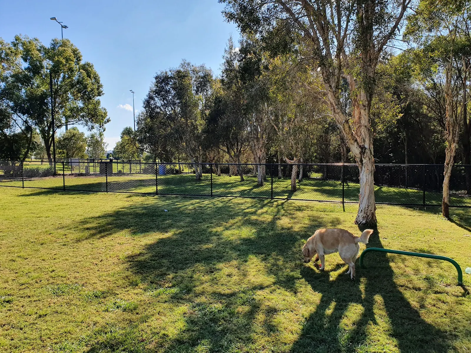 Aurora Boulevard Park Fenced Dog Park dog park