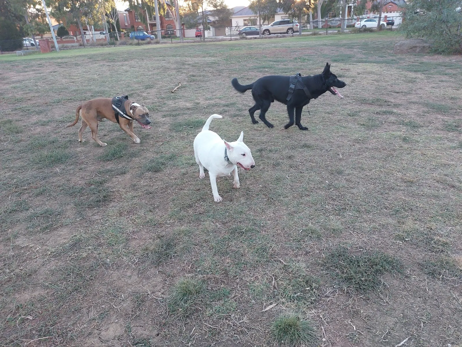 Duke Street Reserve Fenced Dog Park dog park