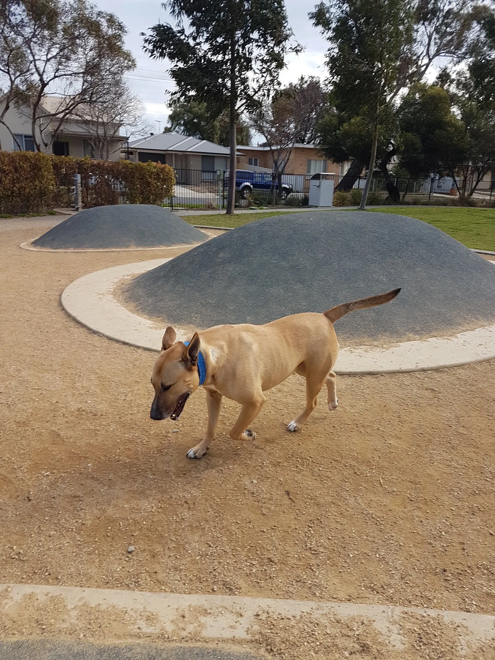 Adelaide Brighton Community Fenced Dog Park dog park