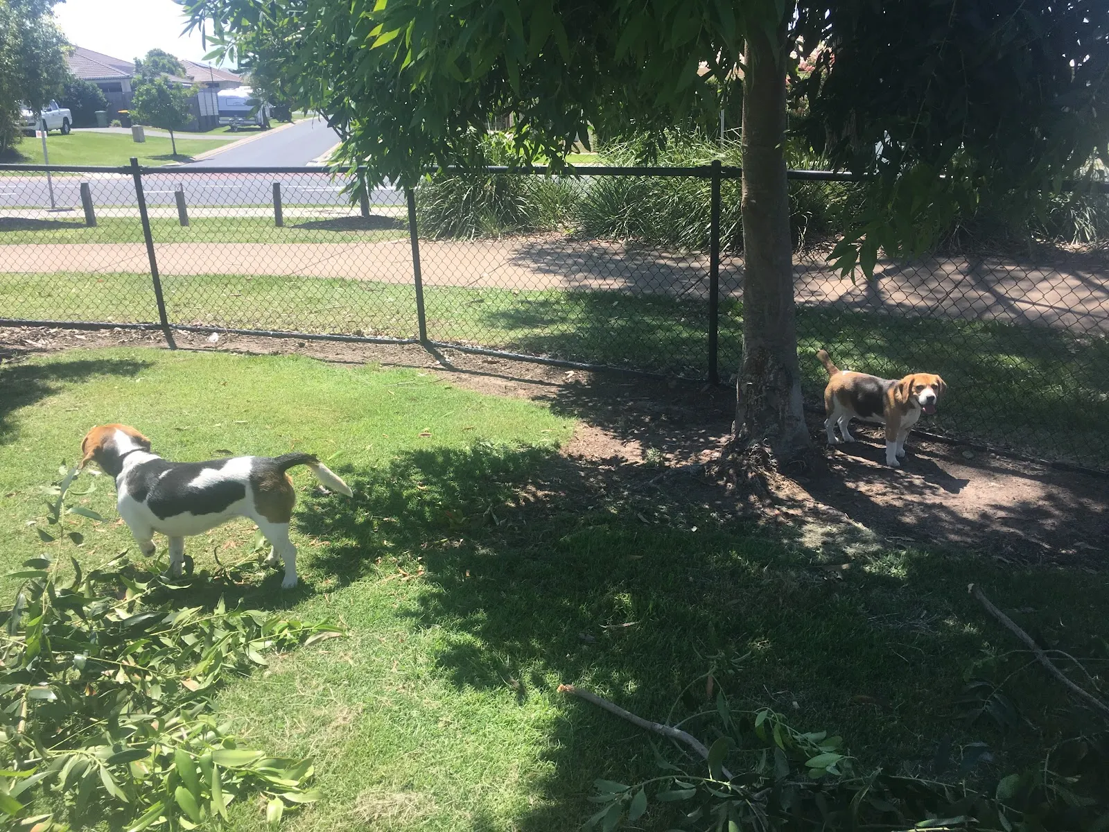 Sunstone Circuit Park Fenced Dog Park dog park