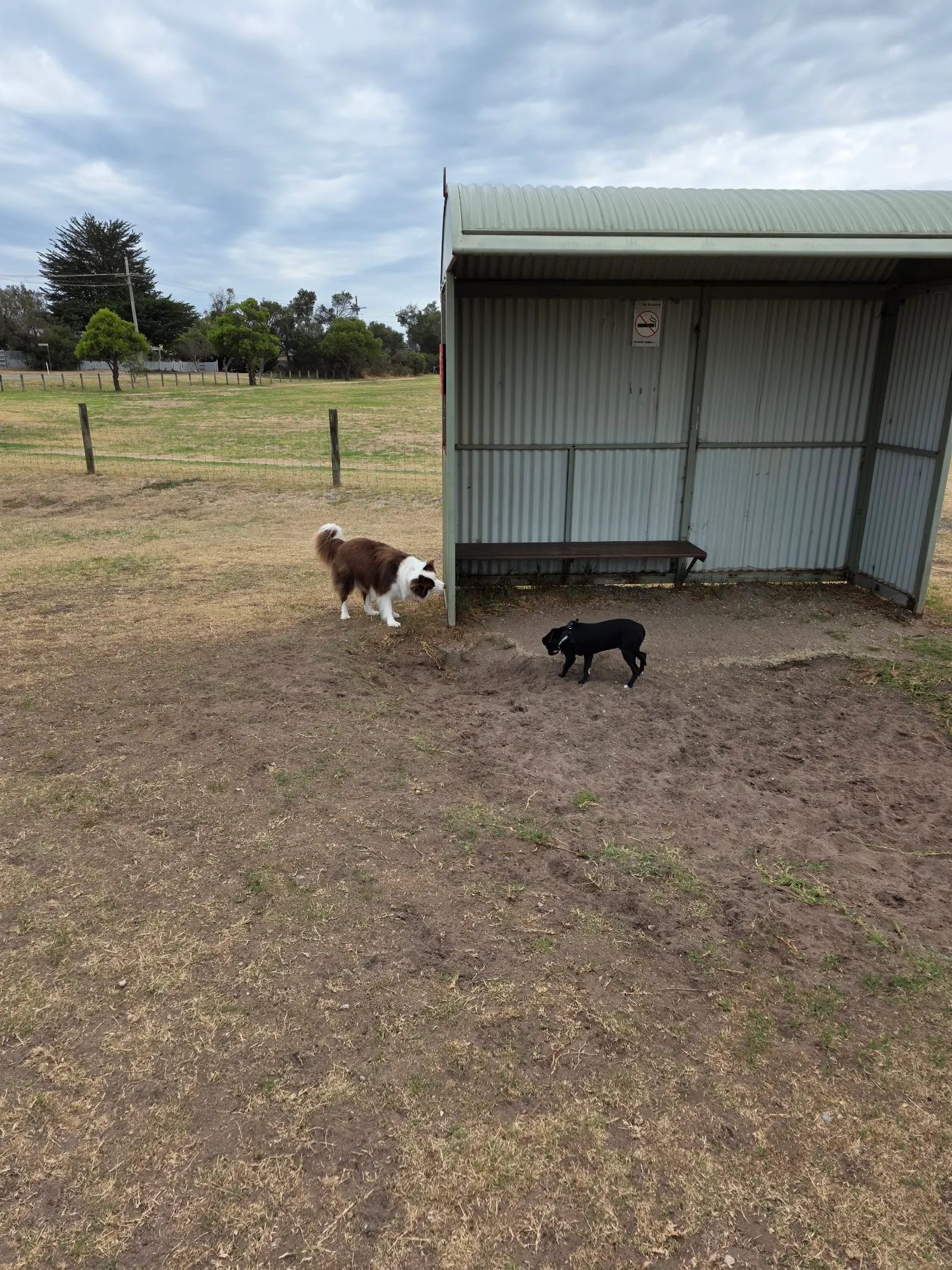 Vern Wright Reserve Fenced Dog Park dog park