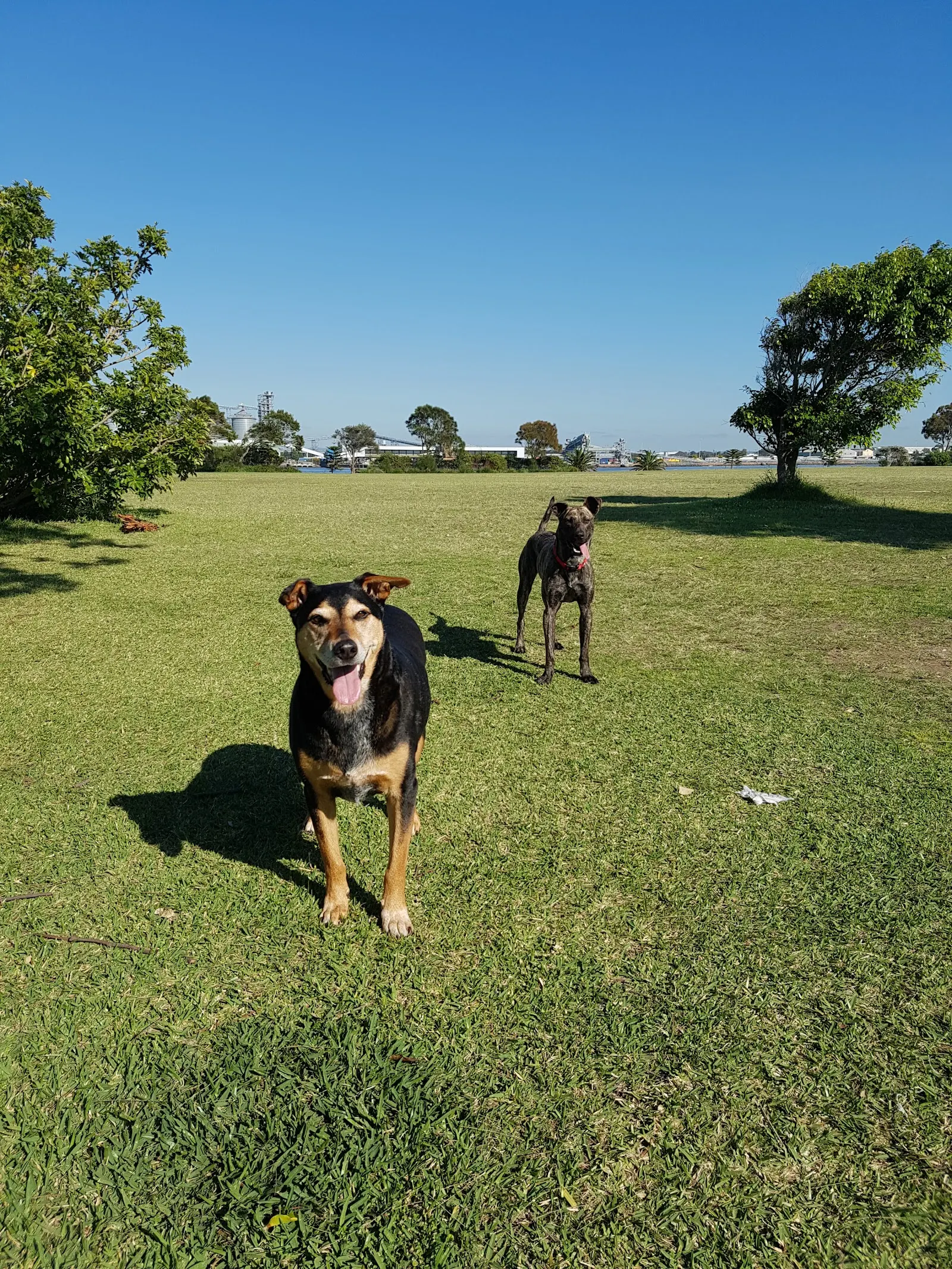 Stockton Off-Leash Dog Area, Stockton