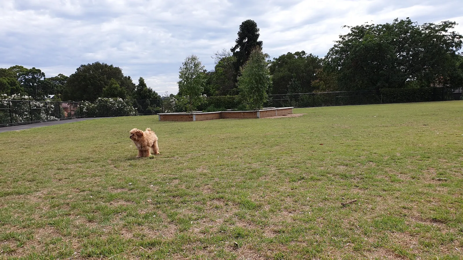 Ryde Park Fenced Dog Park dog park