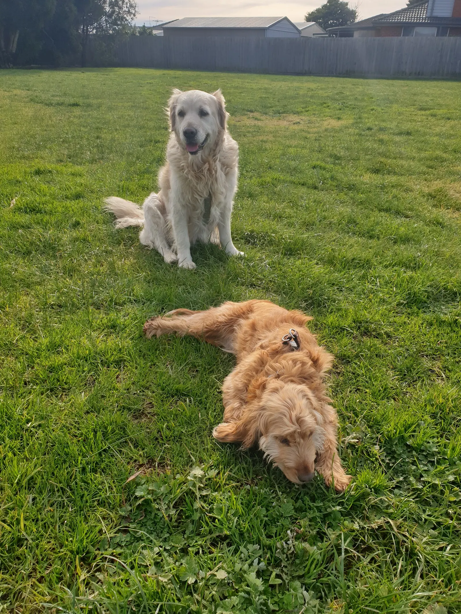 Cranbourne Drive Reserve Fenced Dog Park dog park