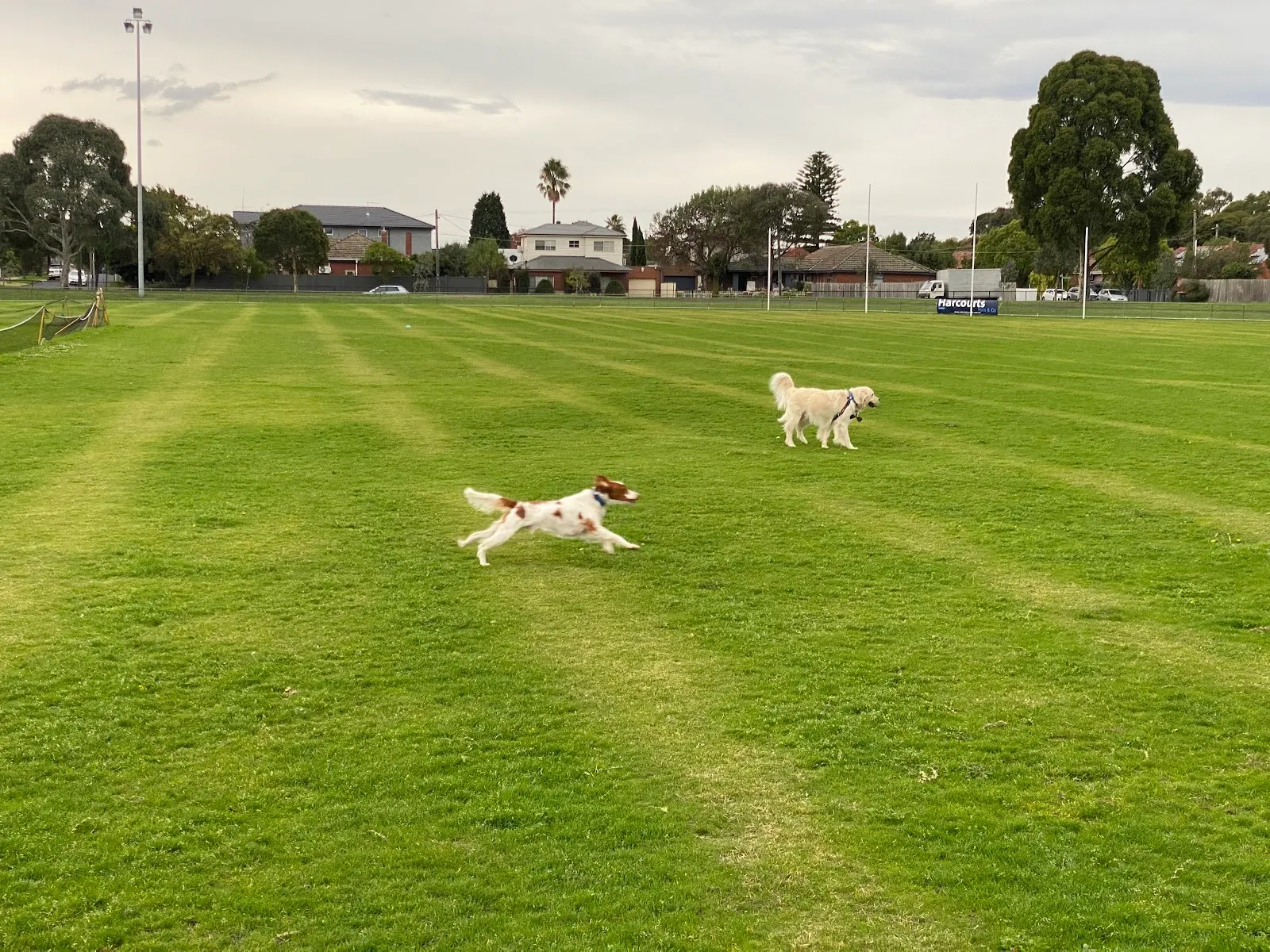 Crispe Park Dog Off Leash Area dog park