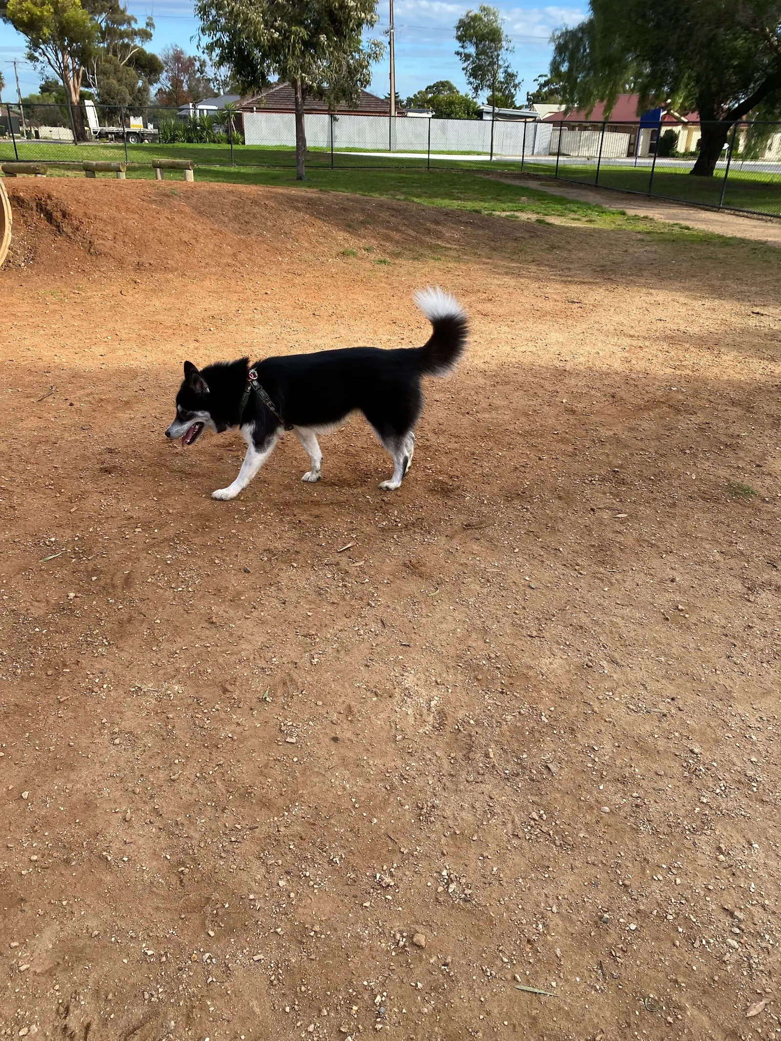 Golding Oval Fenced Dog Park dog park