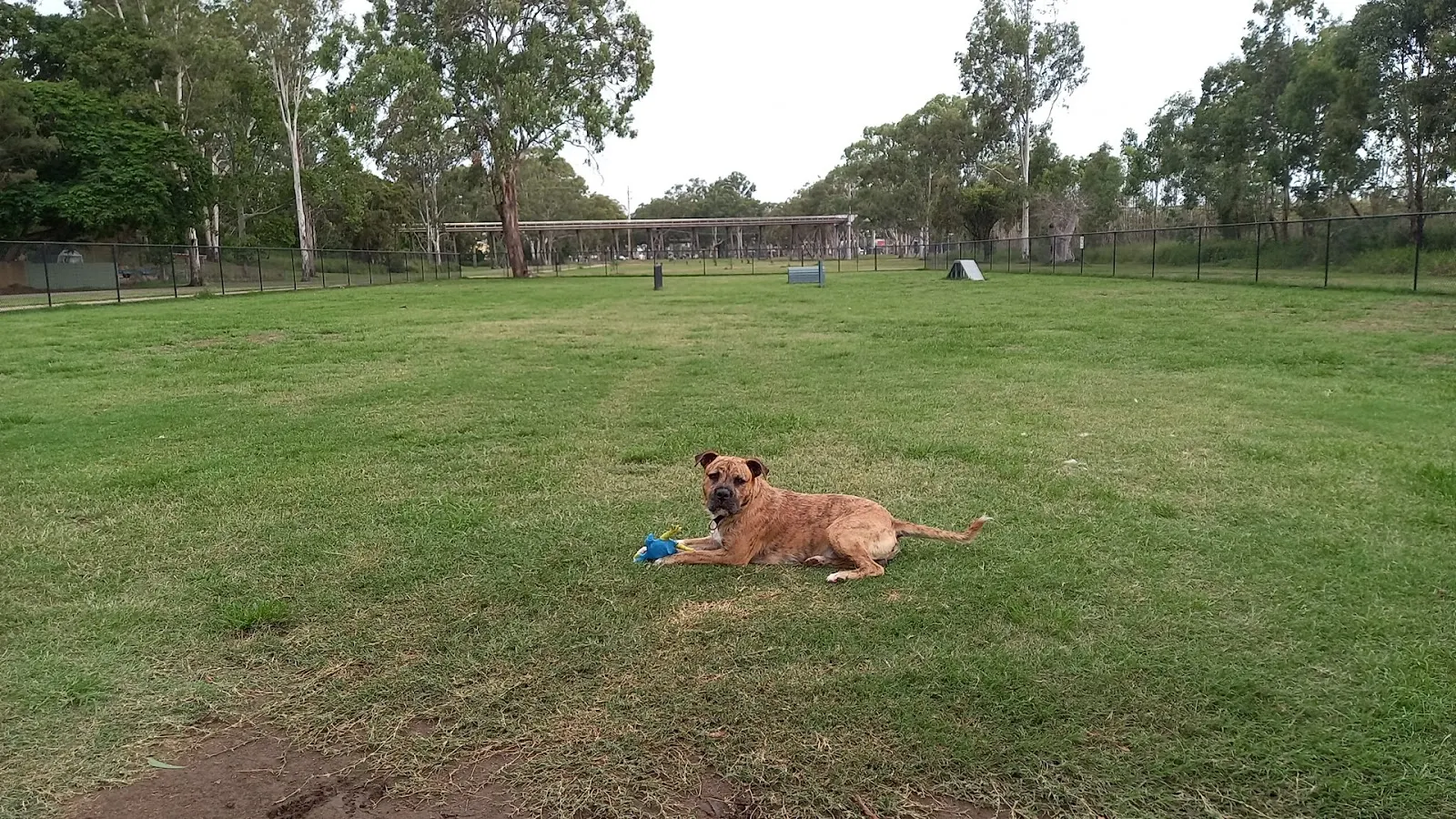 Bundaberg North Dog Park dog park