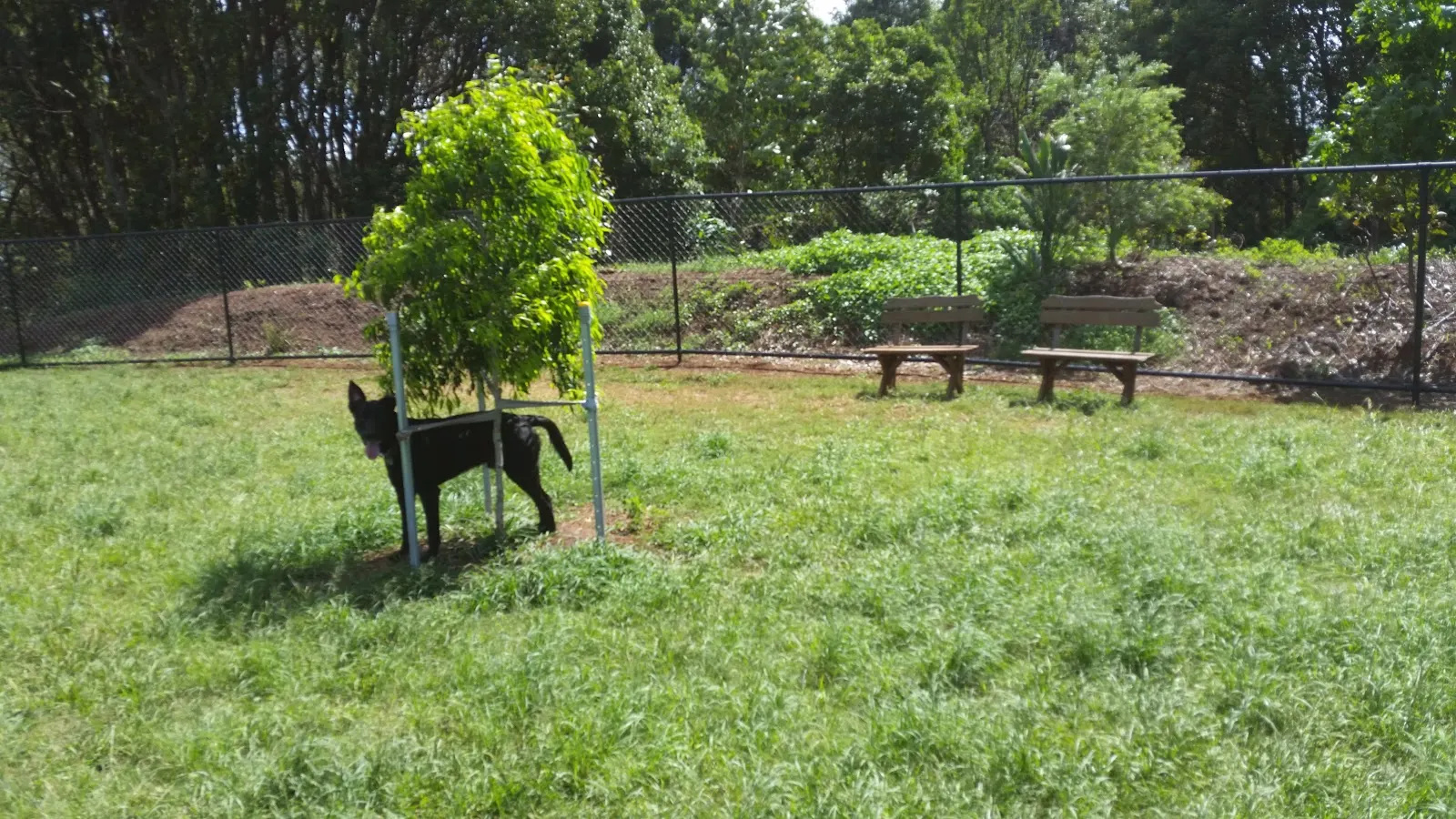 Hepburn Park Fenced Dog Park dog park