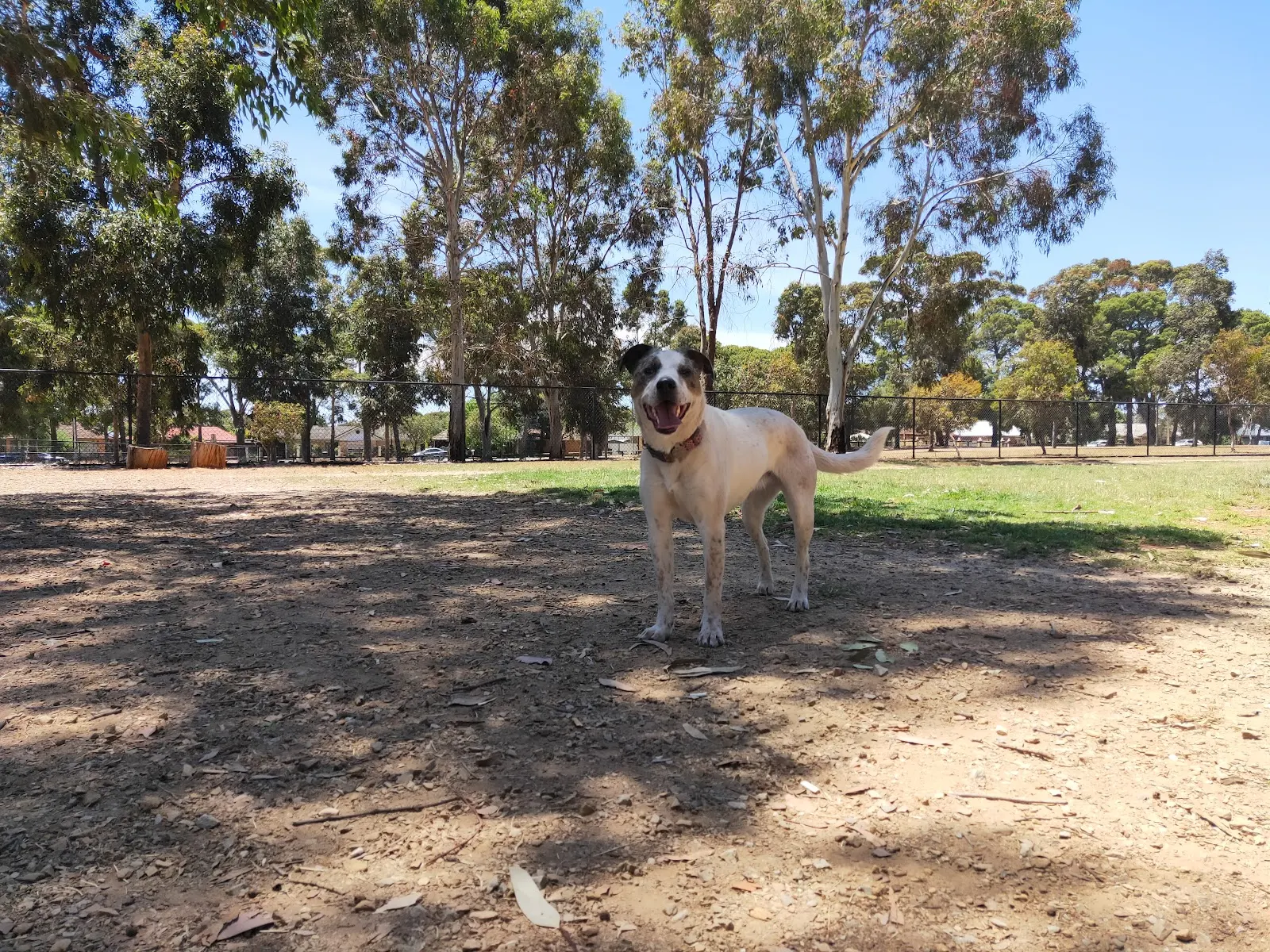 Pooraka Triangle Dog Park dog park