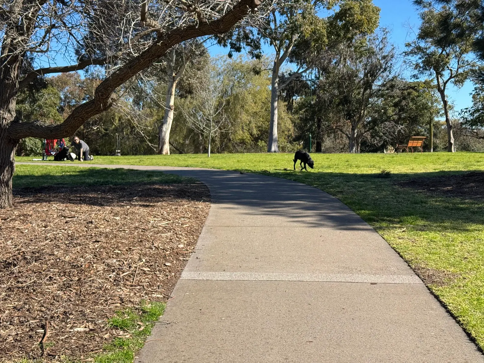 Allnutt Park Dog Off Leash Area dog park